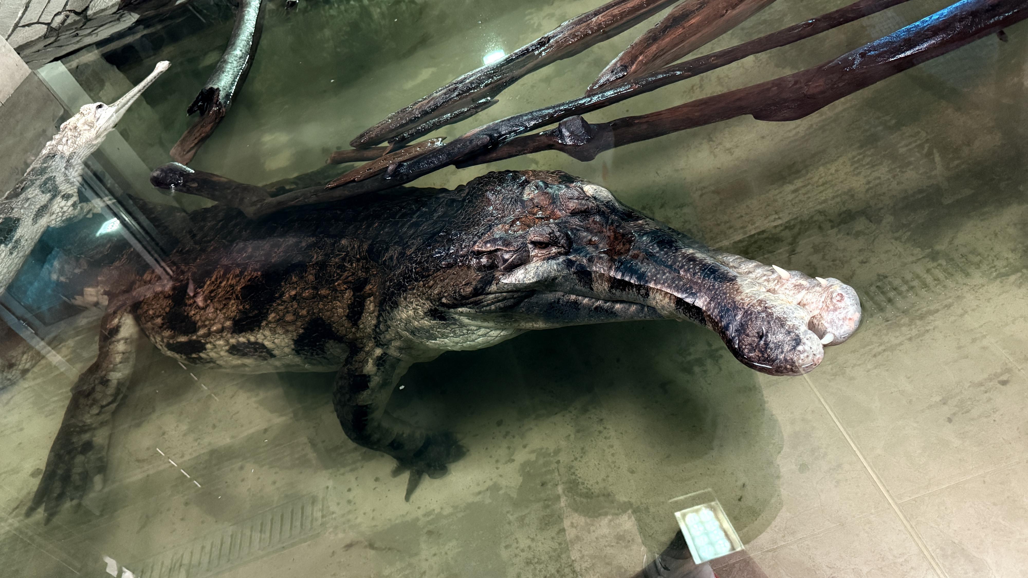 Krokodýlí ZOO Protivín foto 6