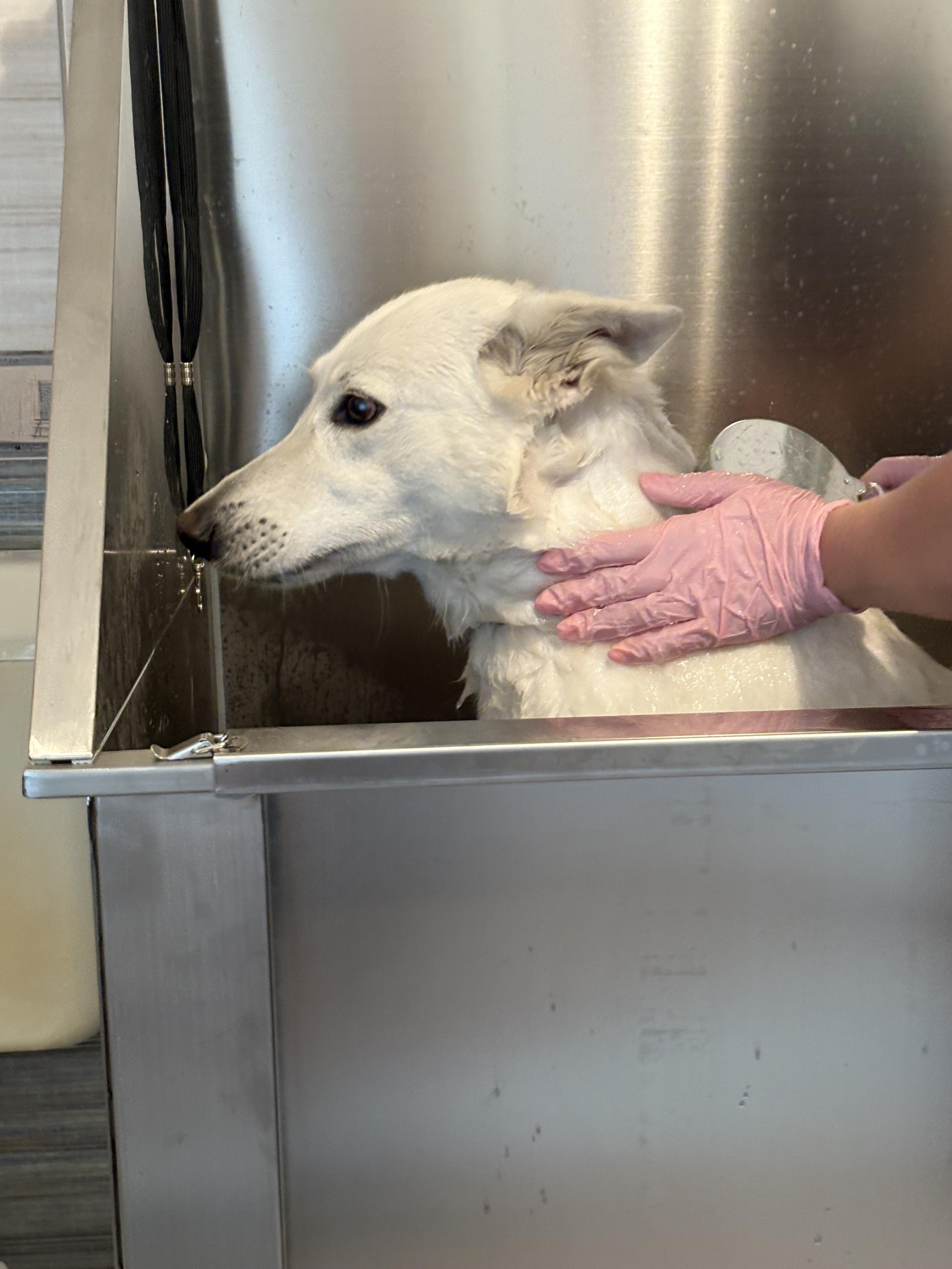 Stříhání psů Sansa foto 5