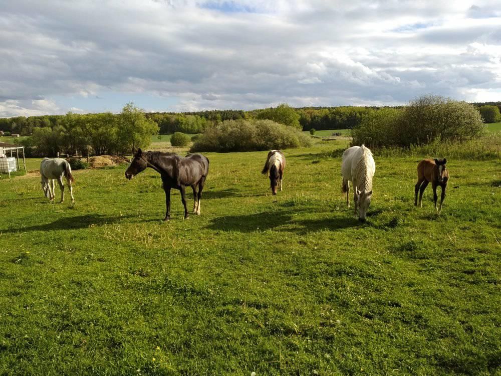 Stáj Na Jamajce foto 1