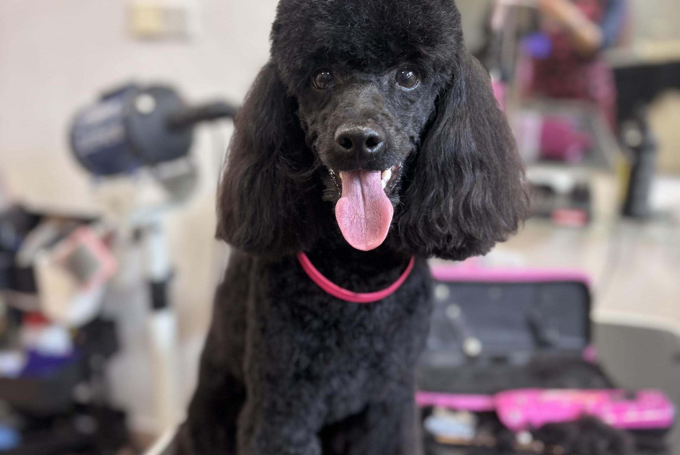 Salon pro psy Valentin