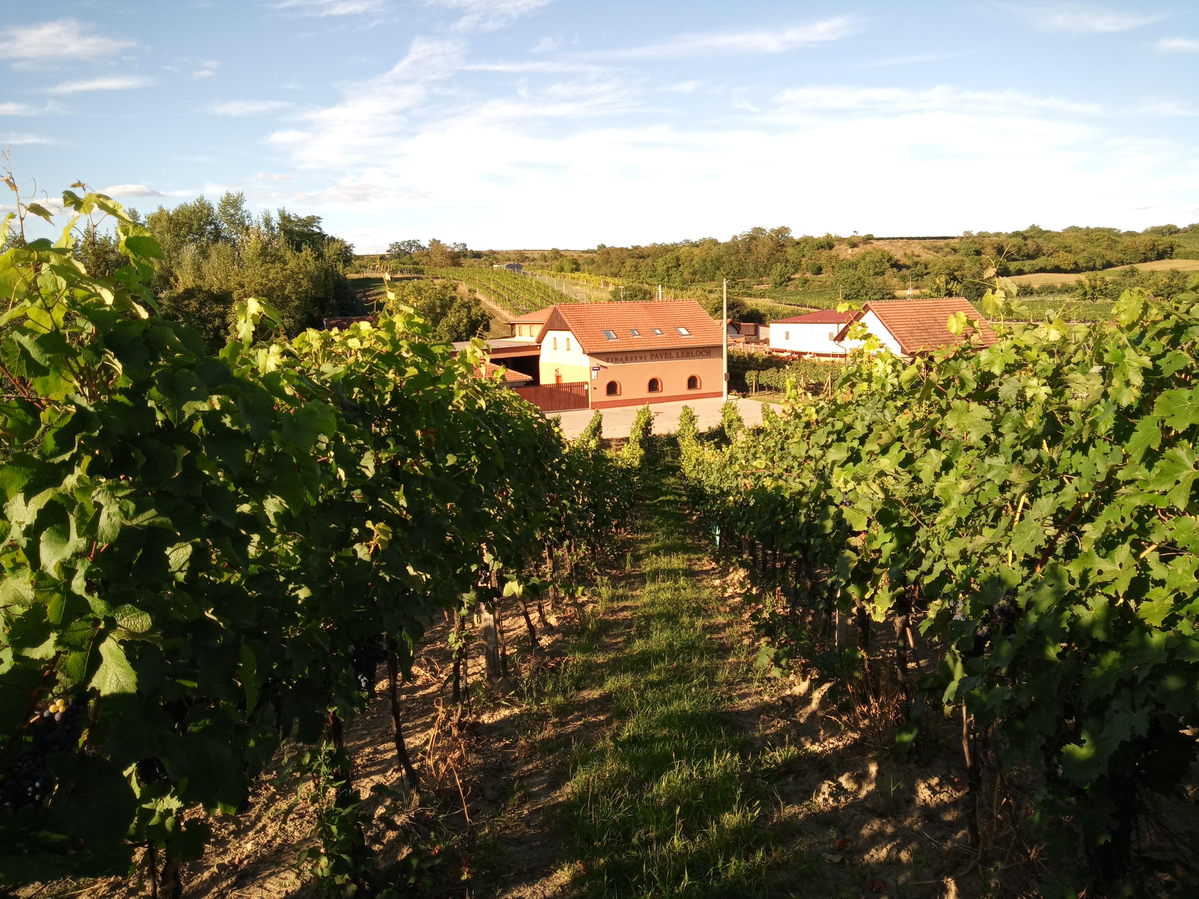 Vinařství Pavel Lebloch, s.r.o. foto 5