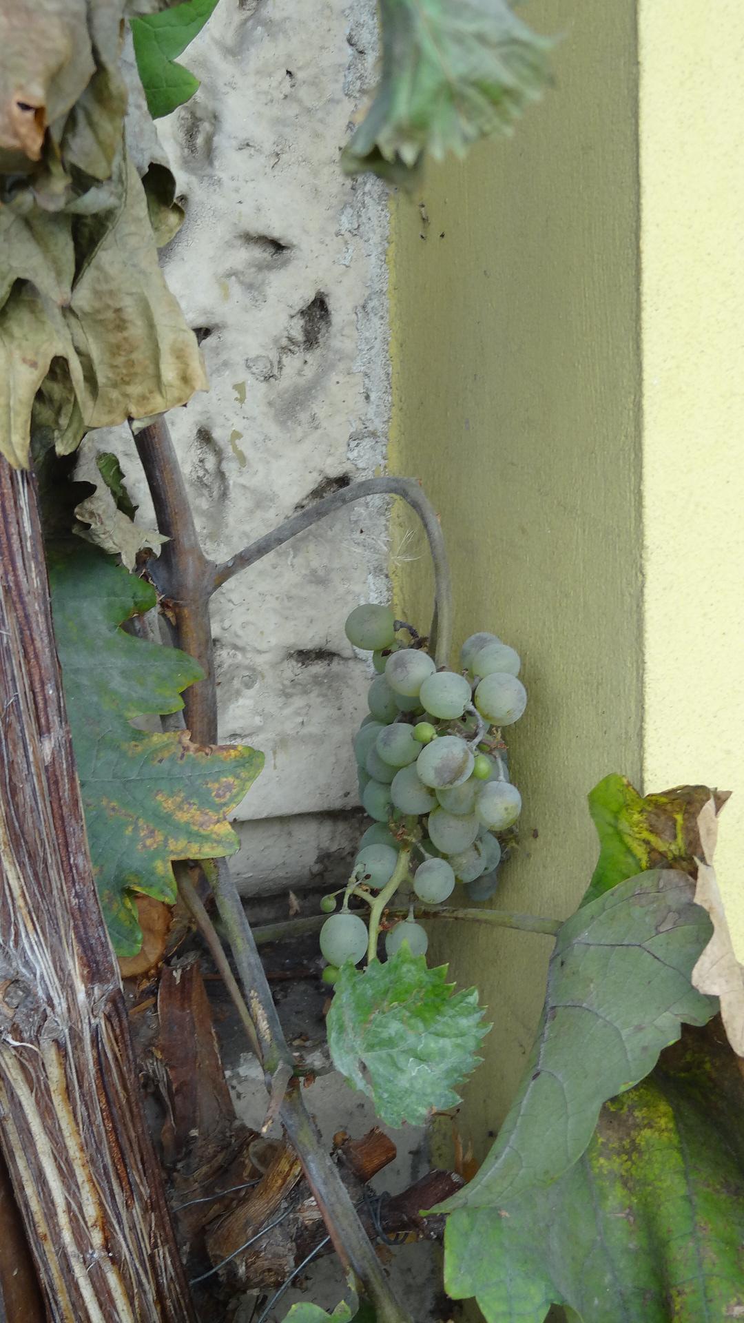 Vinotéka Staré hory foto 6