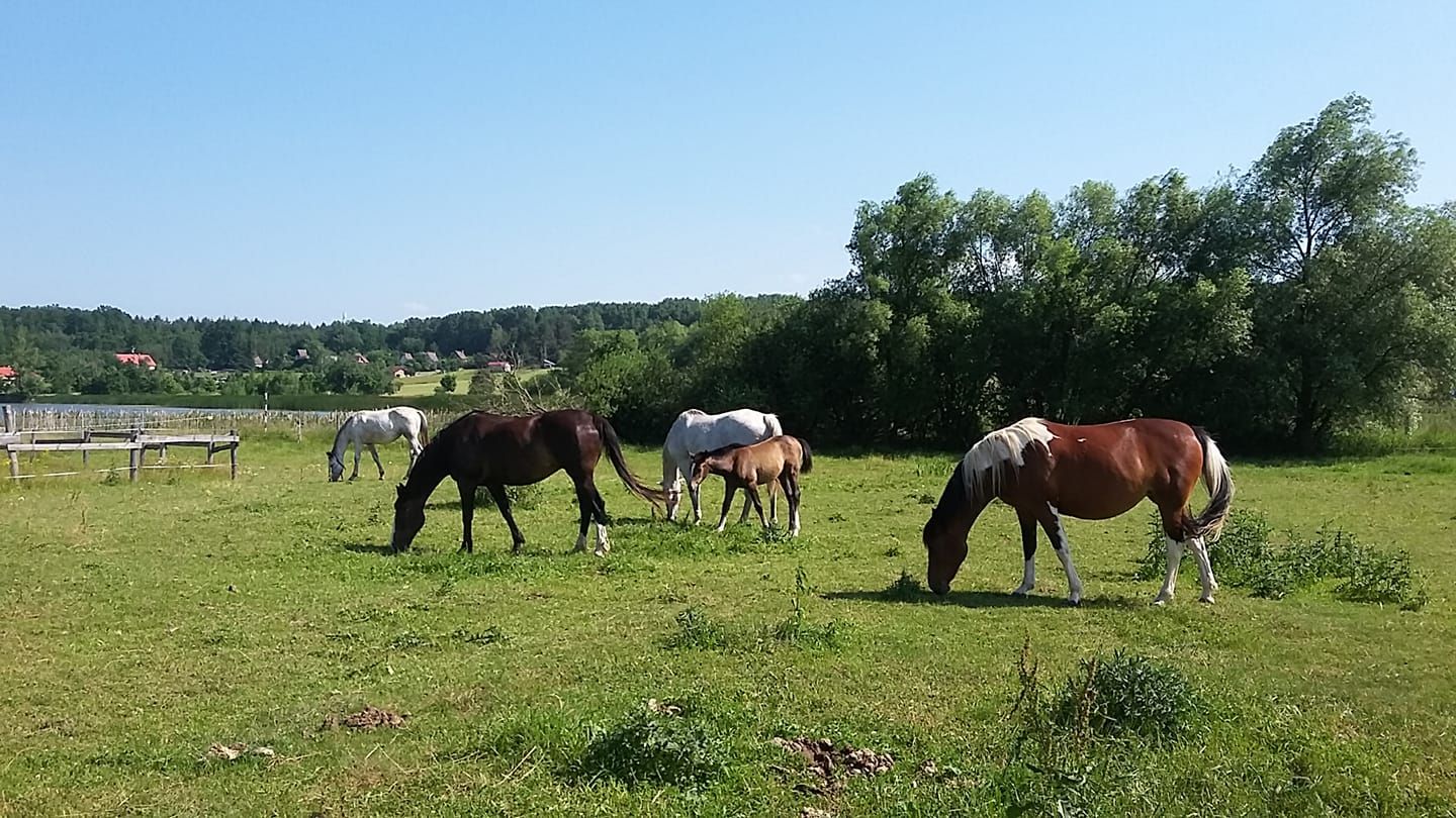 Stáj Na Jamajce foto 2