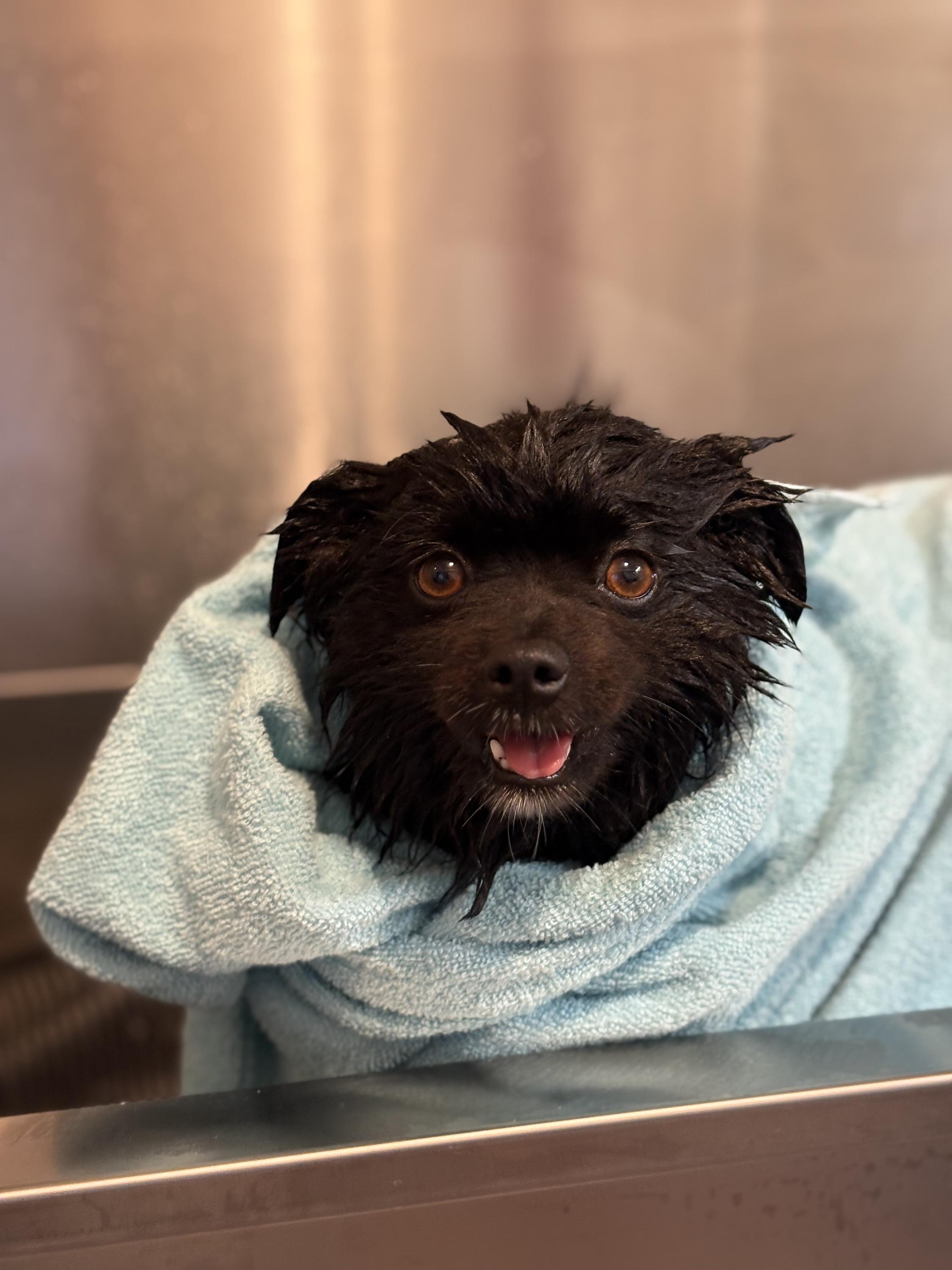 Stříhání psů Sansa foto 3