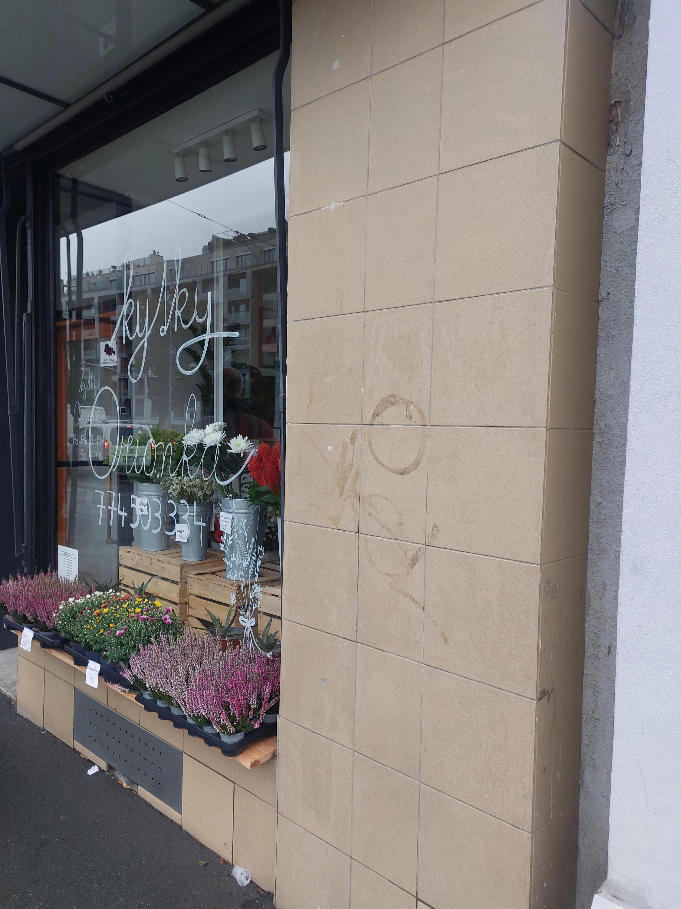 Kytky Orionka foto 3