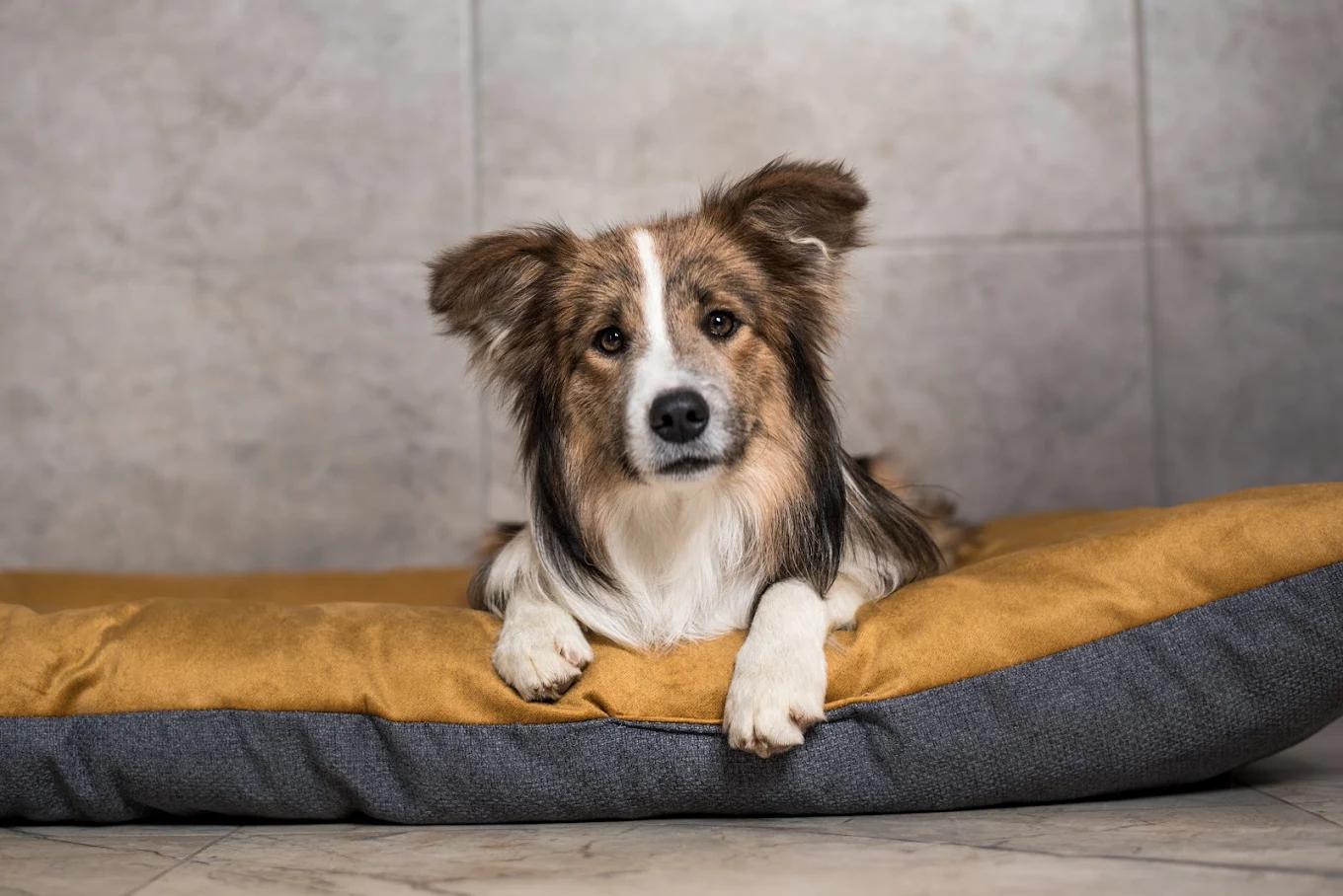 Hotel pro psy 4Paws foto 2