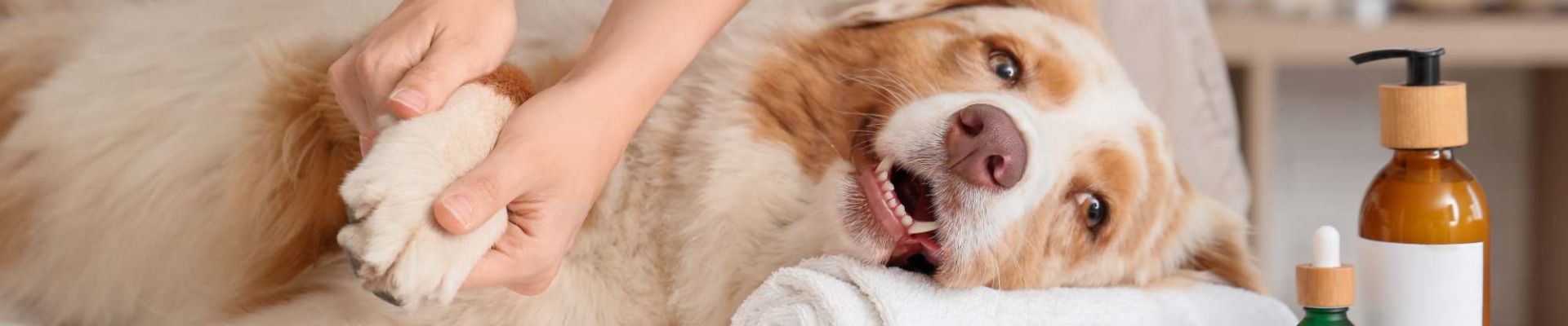 Úvodní obrázek Dog wellness