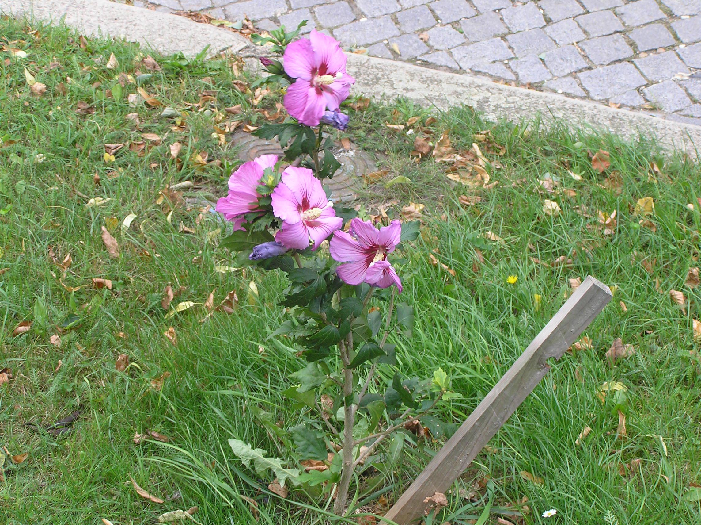 Nechanice - městský úřad foto 4
