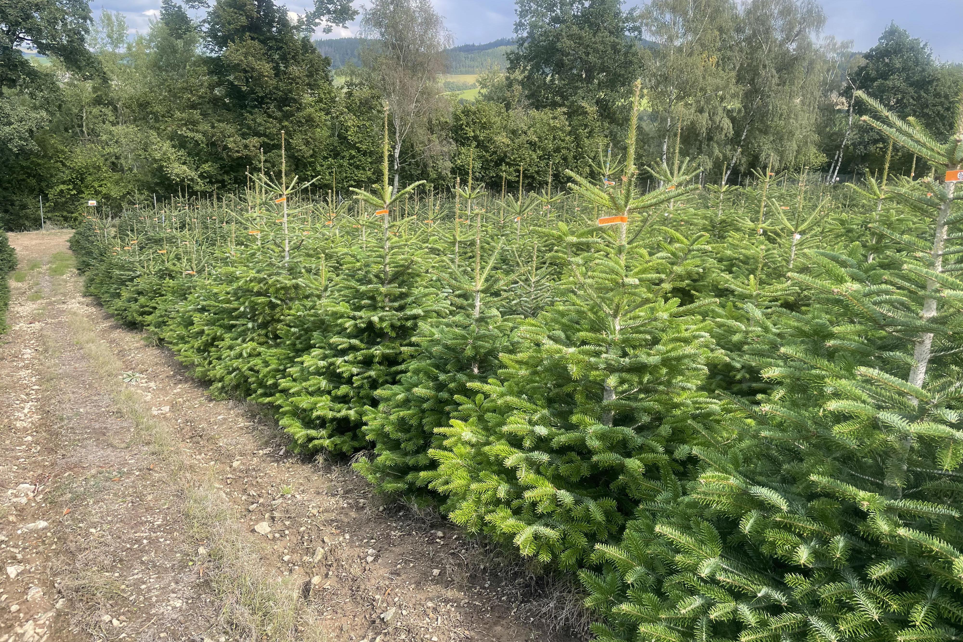 Sdružení pěstitelů vánočních stromků