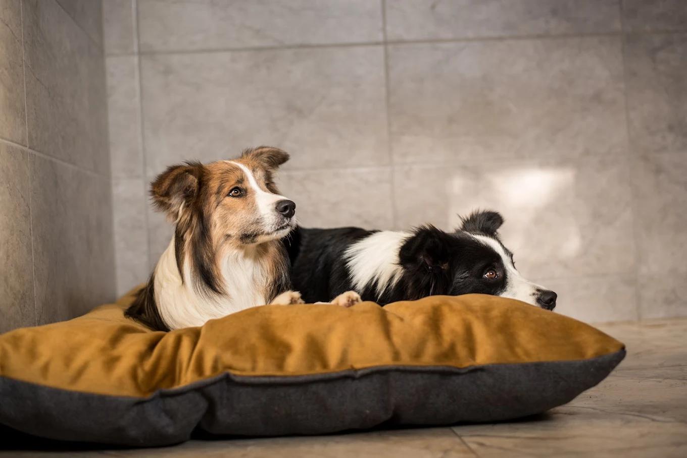 Hotel pro psy 4Paws foto 2