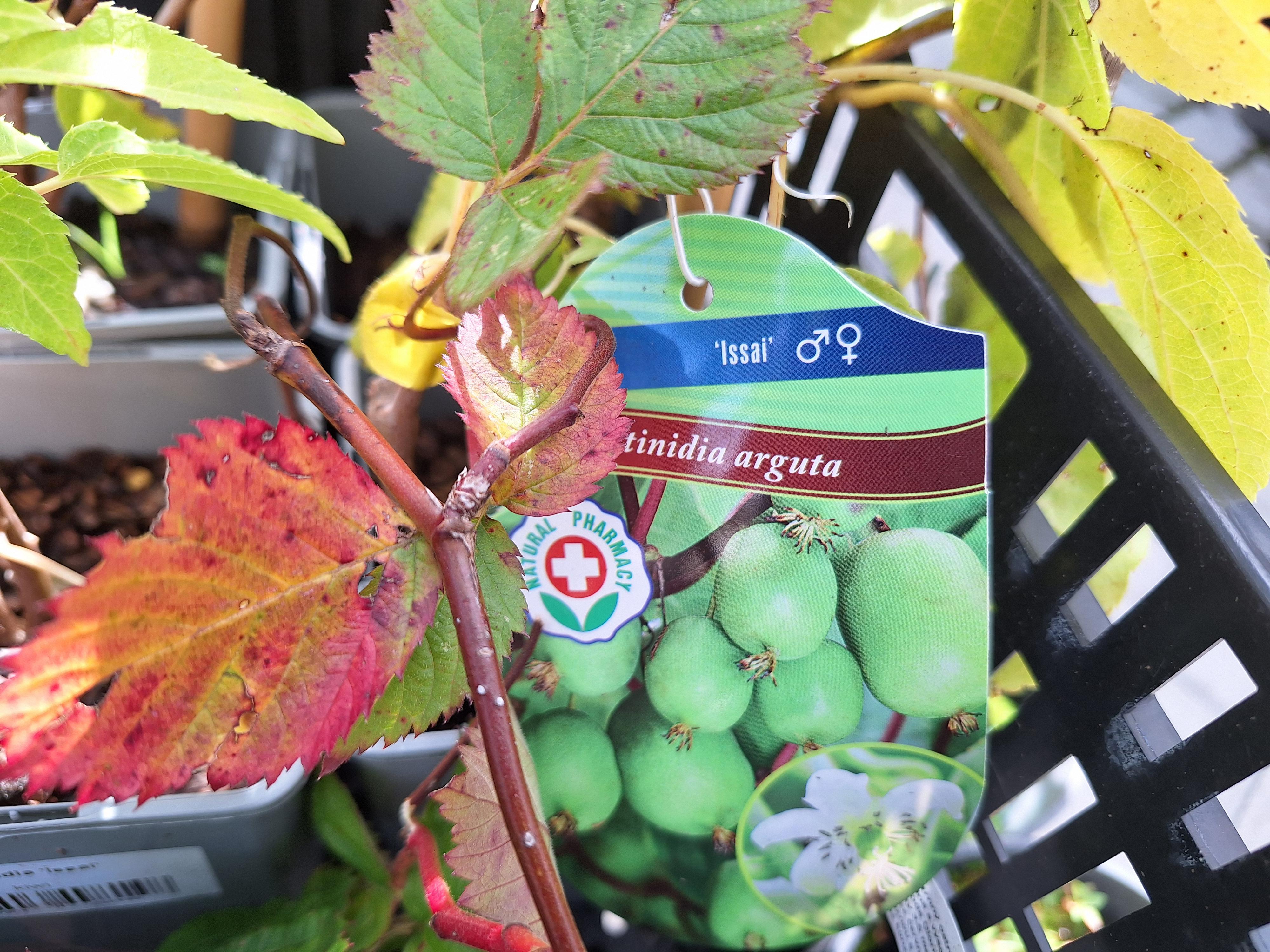 Zahradnictví Karviná - FRUTO.CZ foto 6