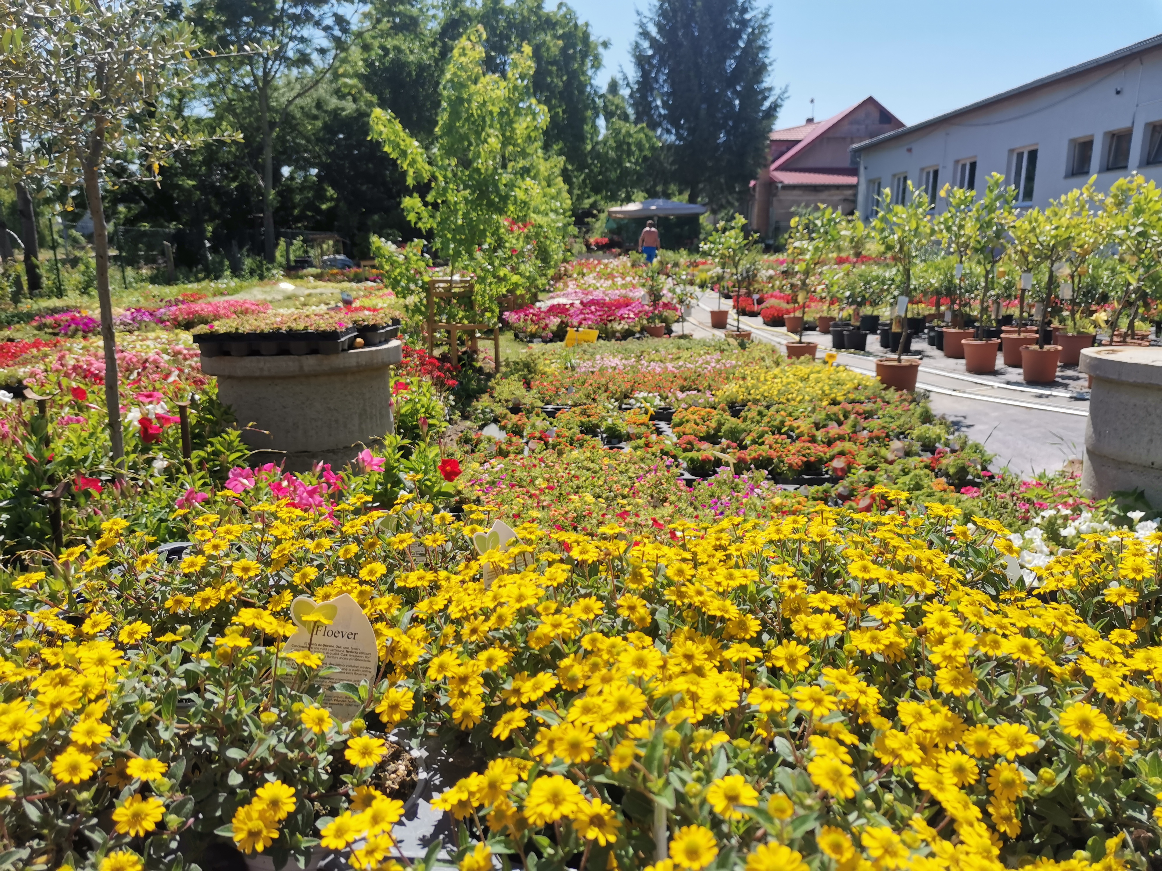 Zahradnictví Pavin.Italy s.r.o. foto 3