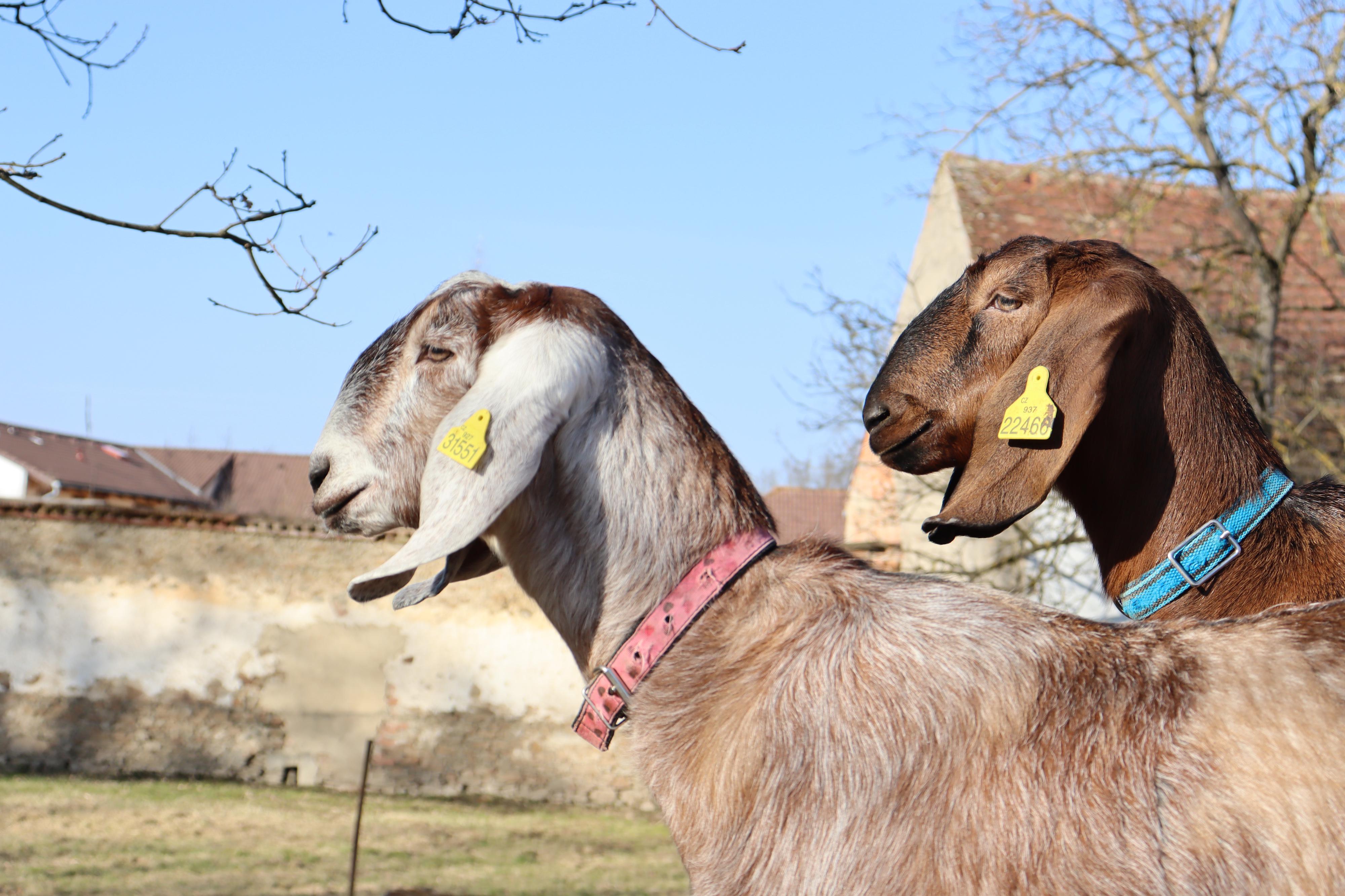 Bc. Sára Stýblová foto 3