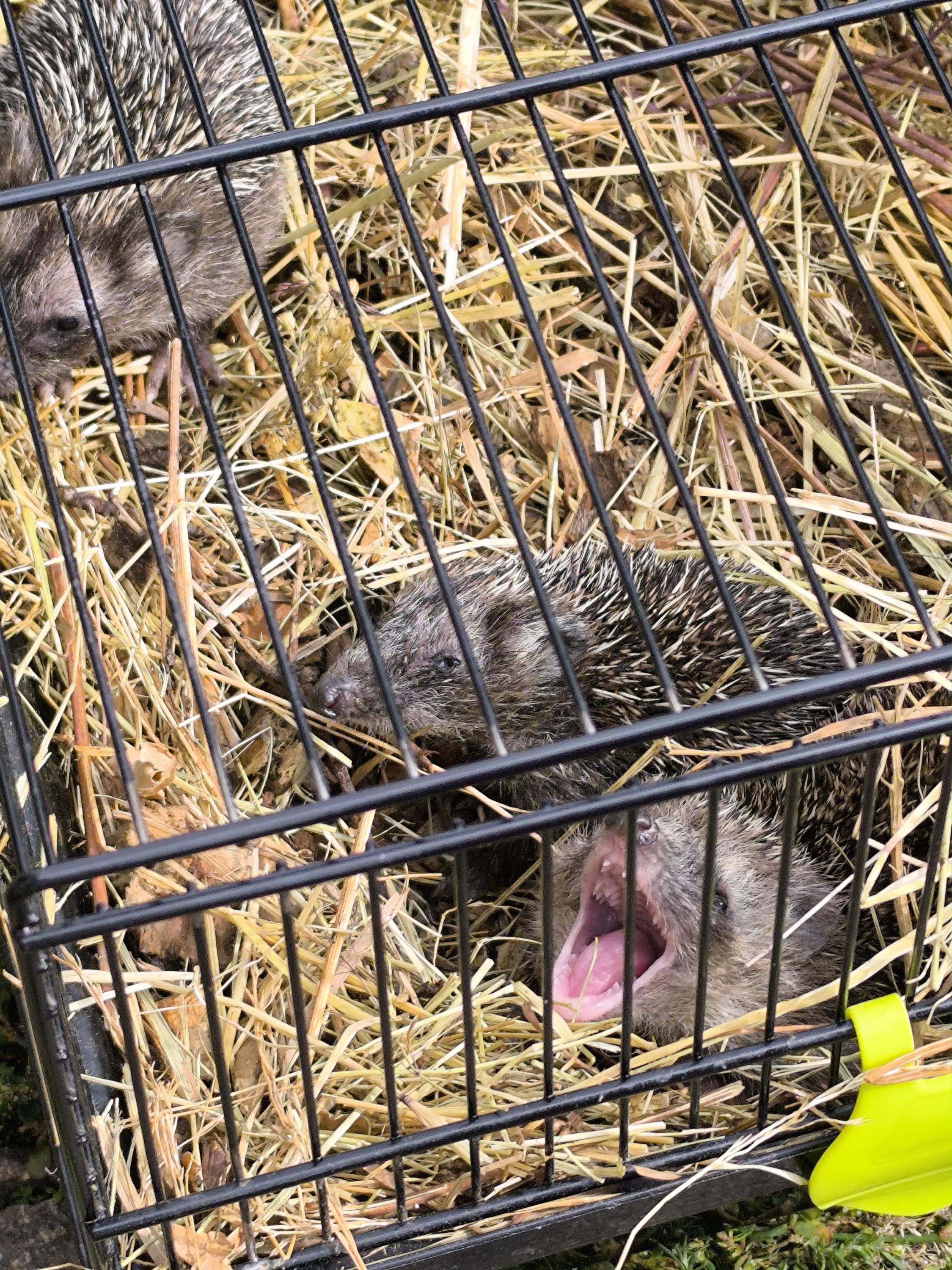 Ochrana fauny ČR, o.p.s. foto 6