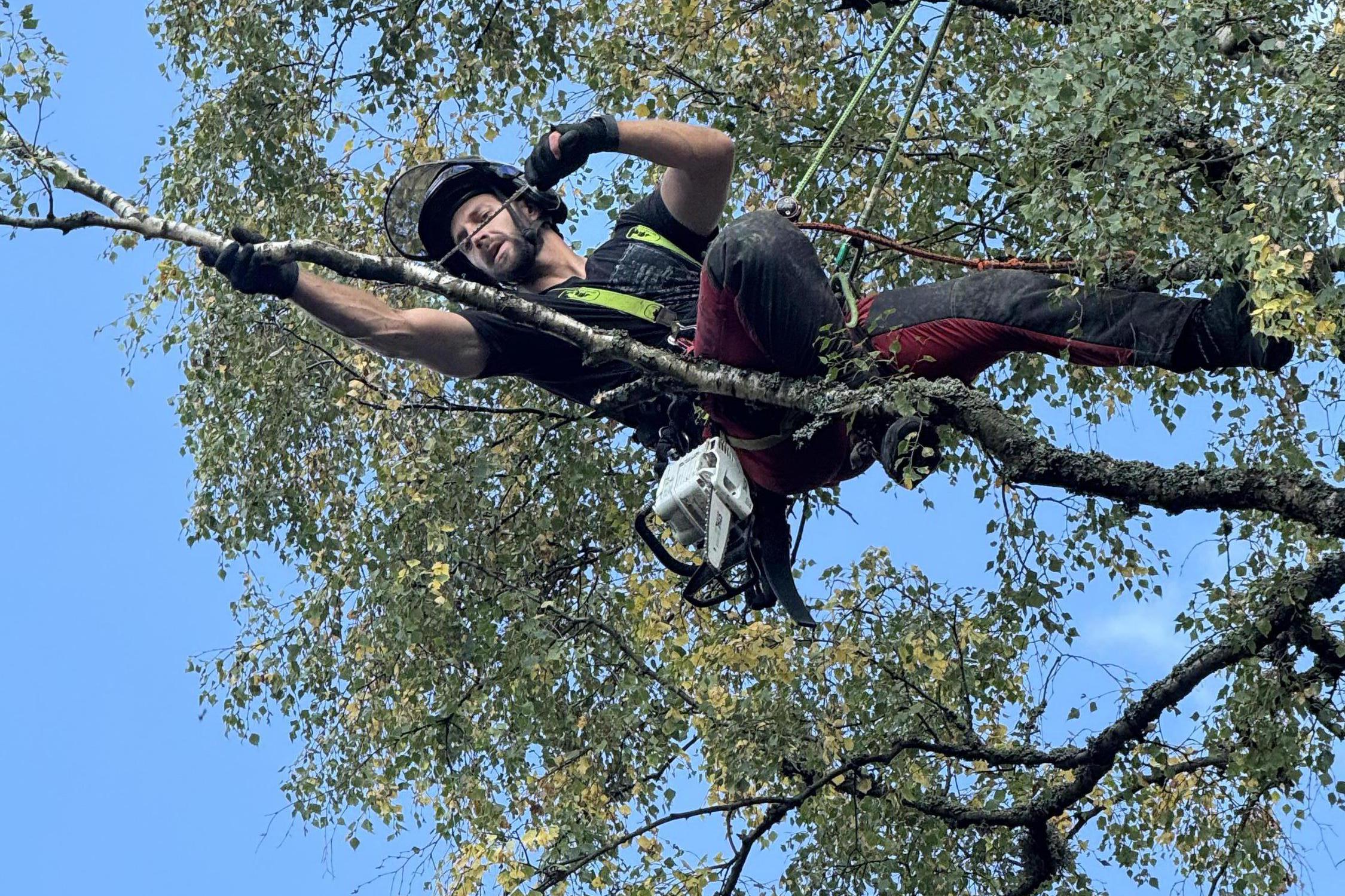 Rizikové kácení stromů Karlovy Vary