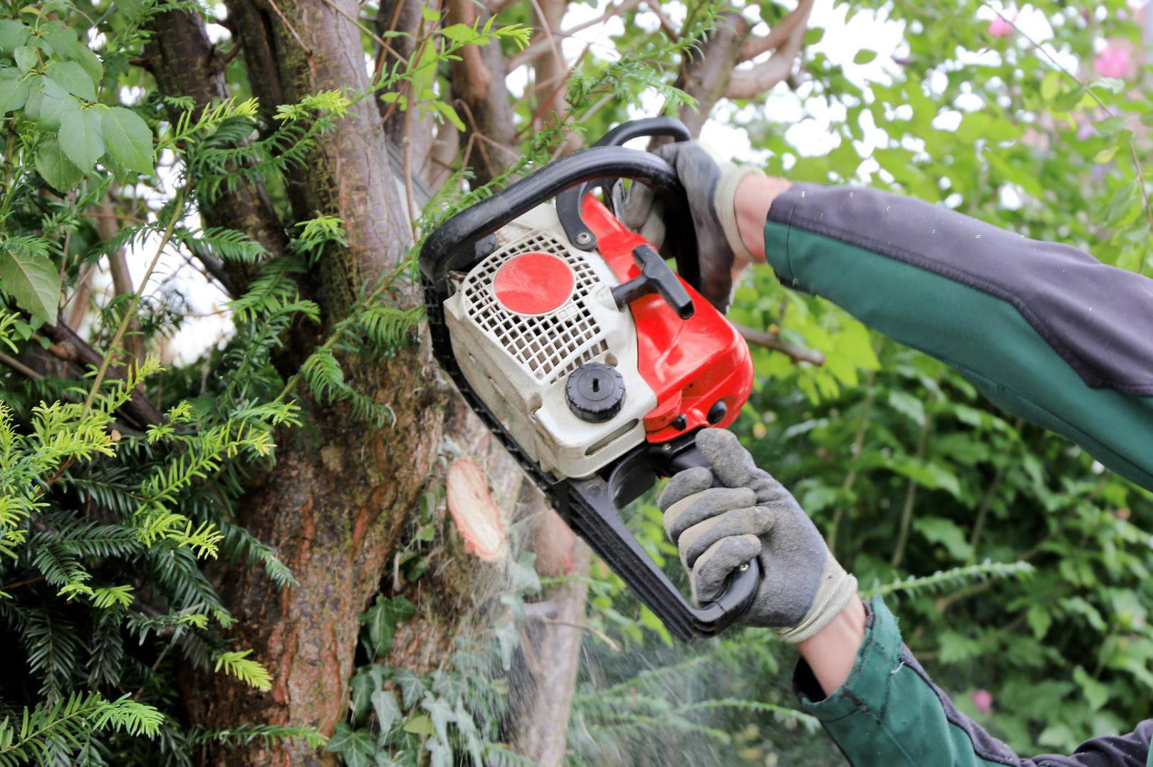 Rizikové kácení stromů