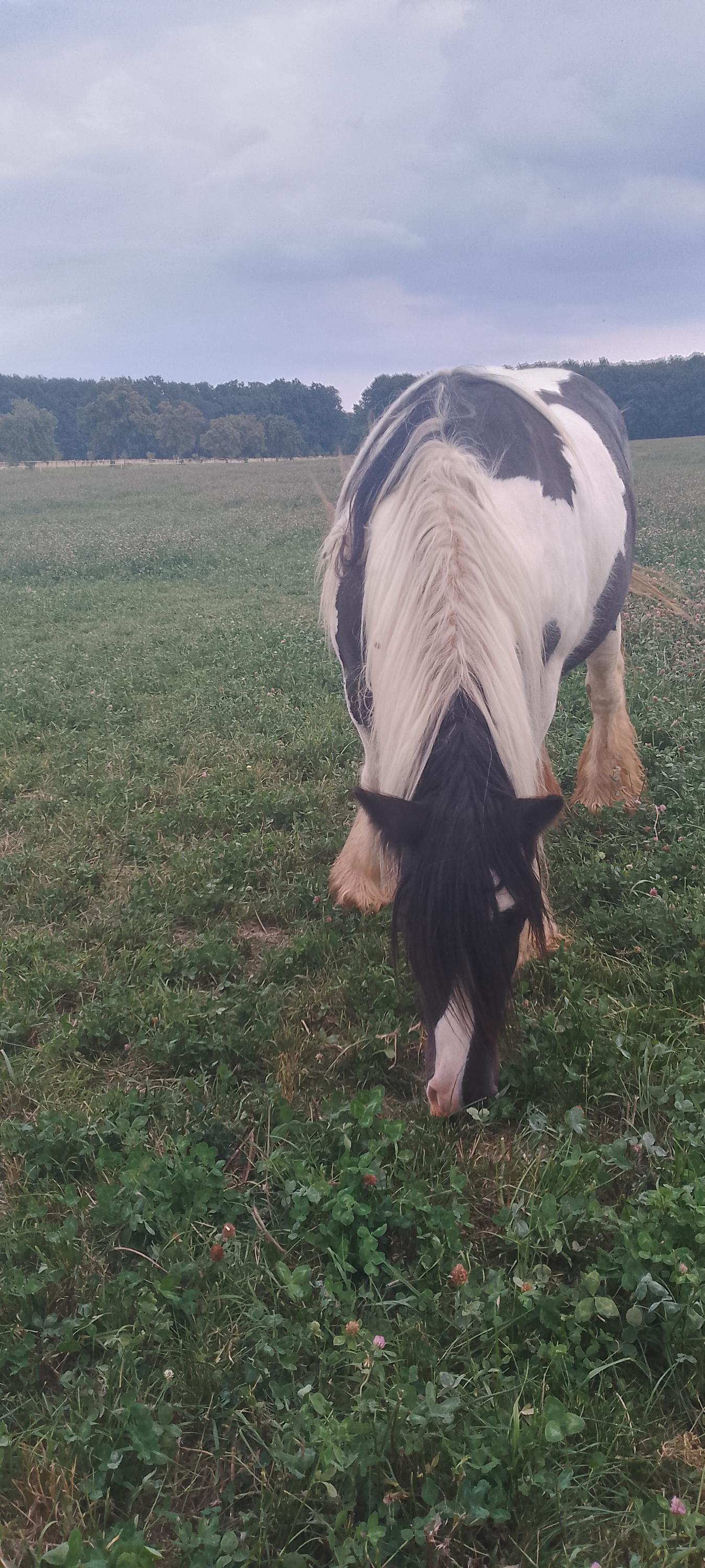 Ranč U kulhavýho velblouda foto 4