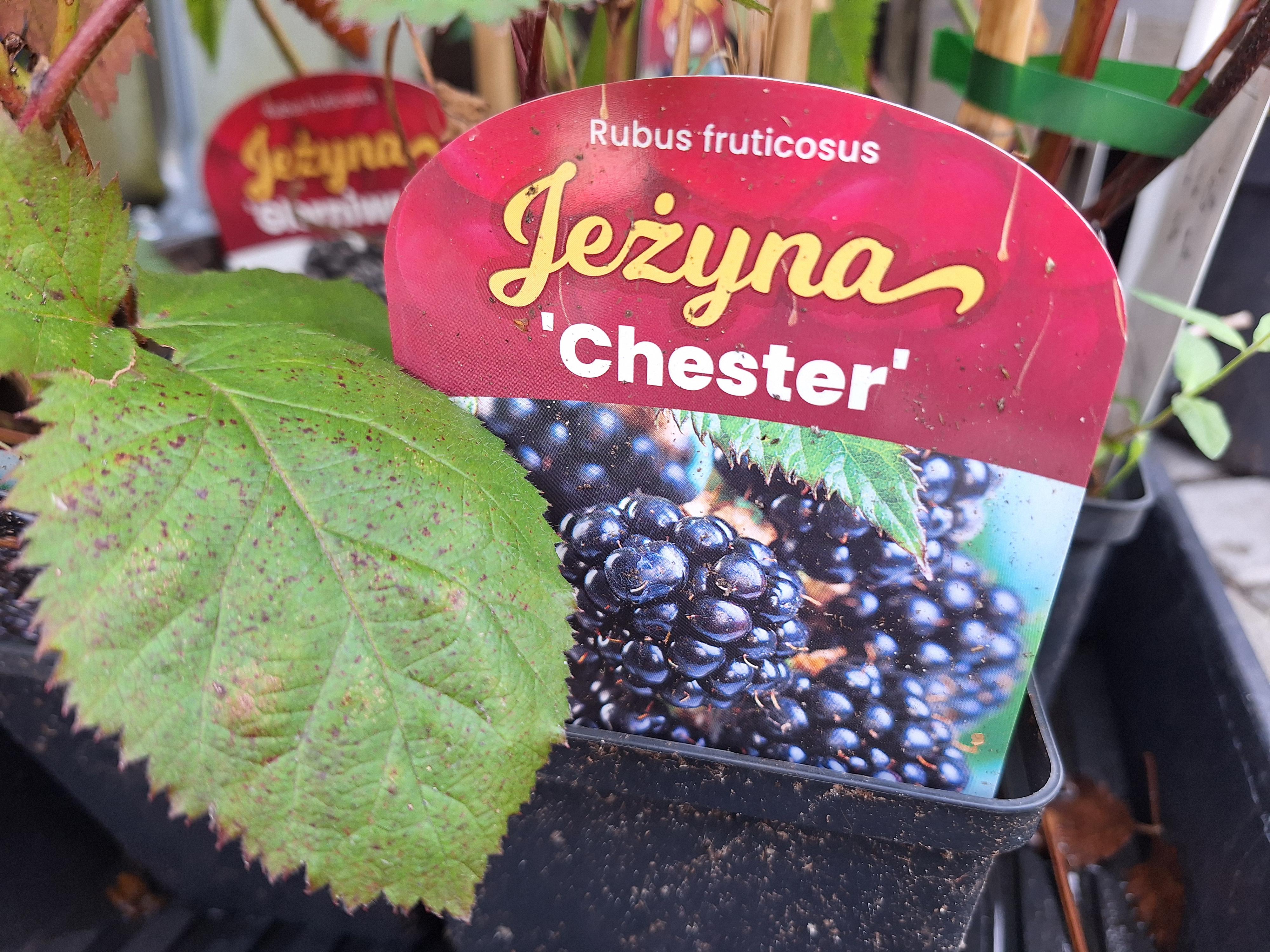 Zahradnictví Karviná - FRUTO.CZ foto 5