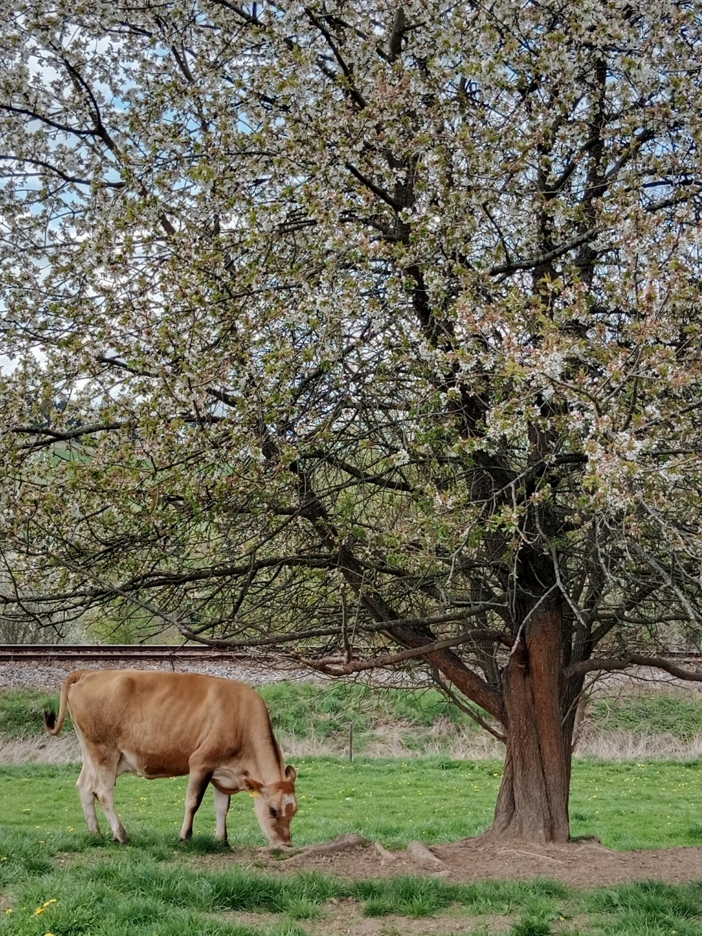 TonKa - sýrárna na statku foto 2