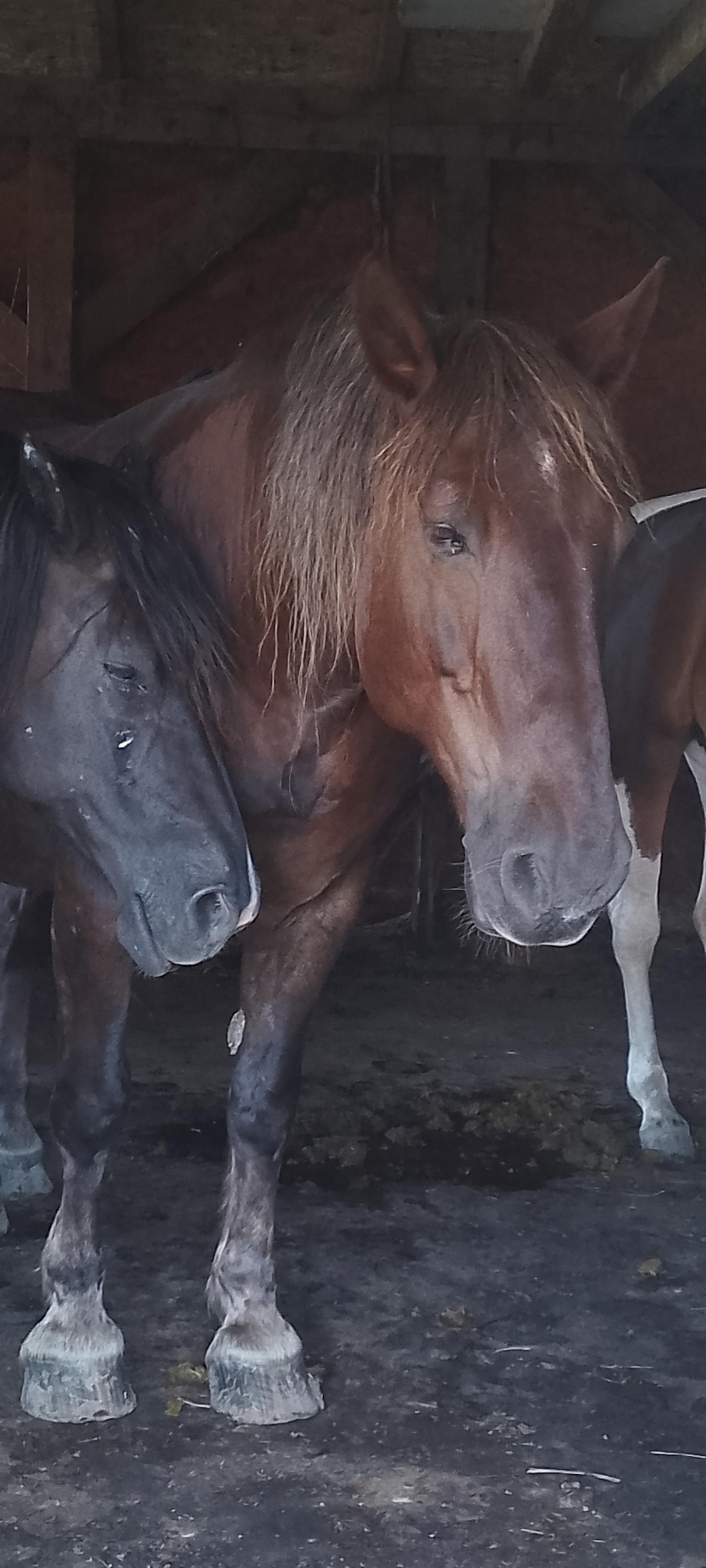 Ranč U kulhavýho velblouda foto 3