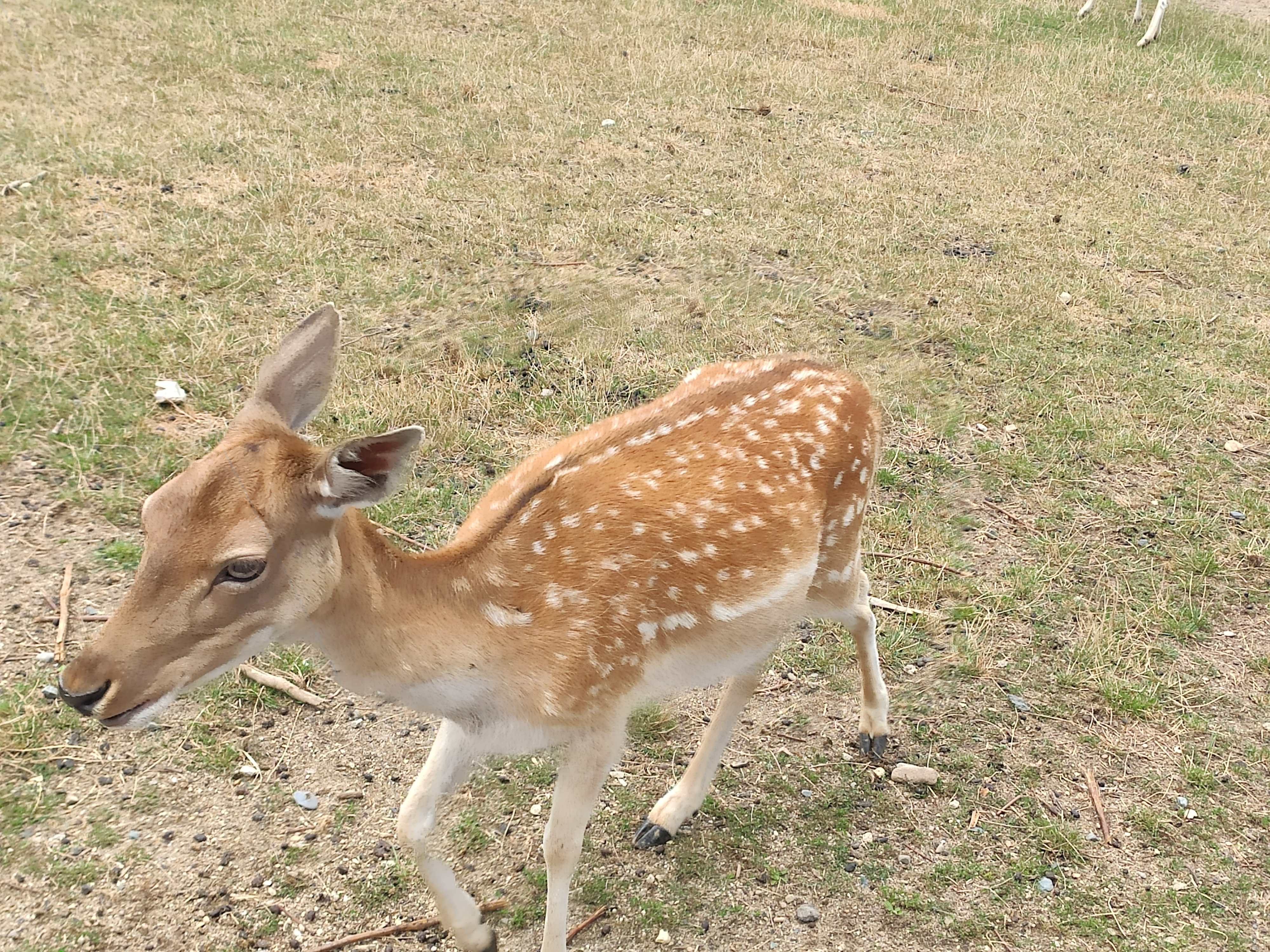 Jižanský dvorek foto 6