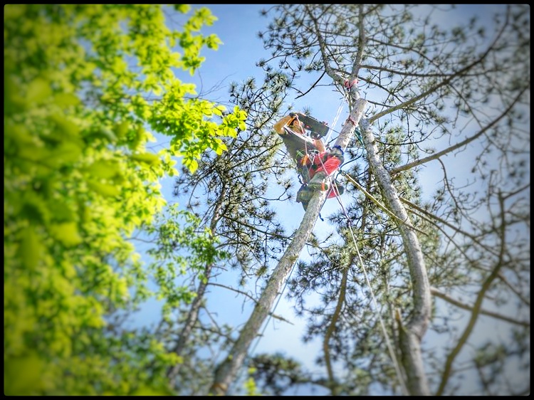 Rizikové kácení, výškové práce Jiří Červenka foto 4