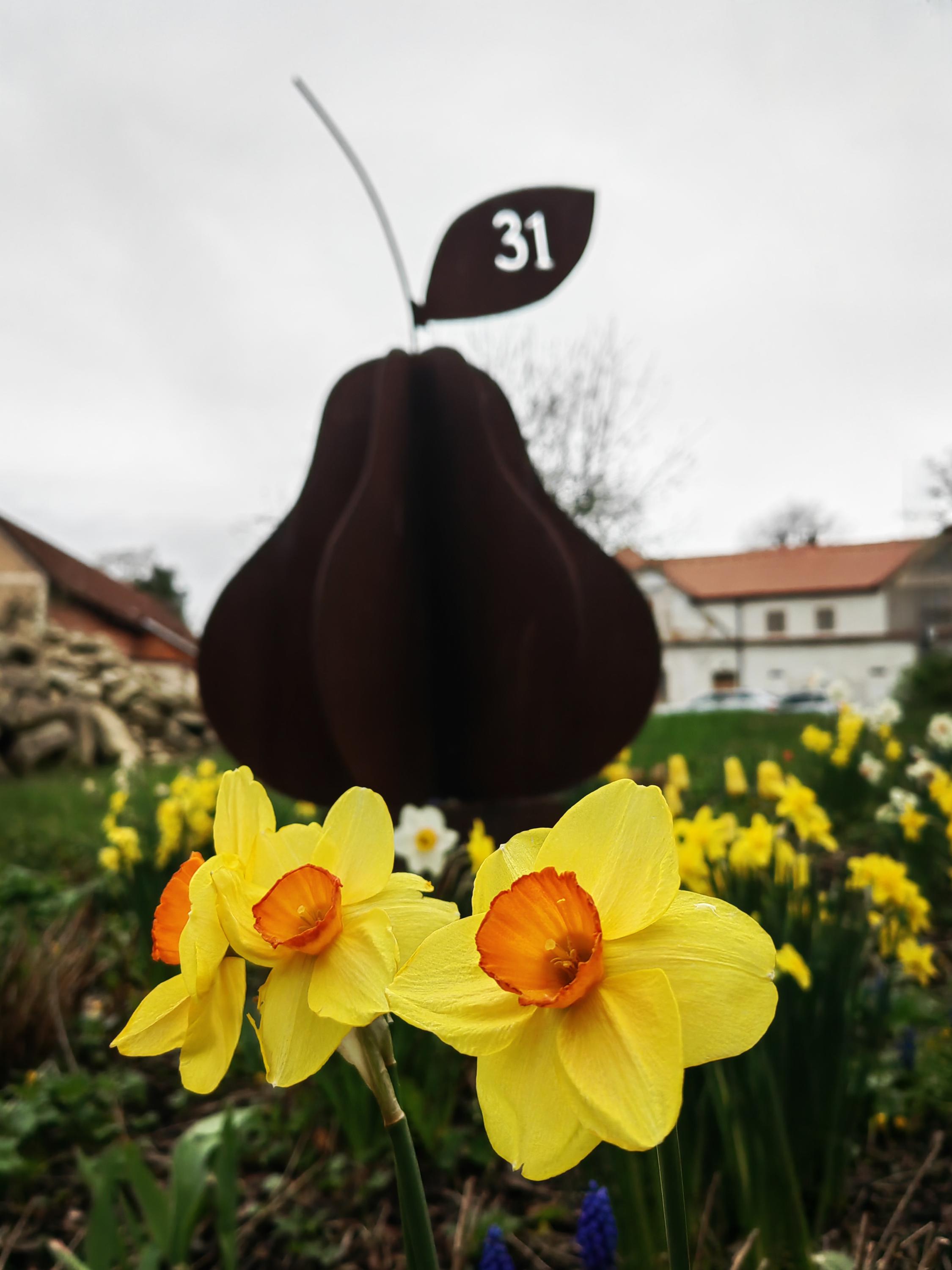 Hruškovec foto 4