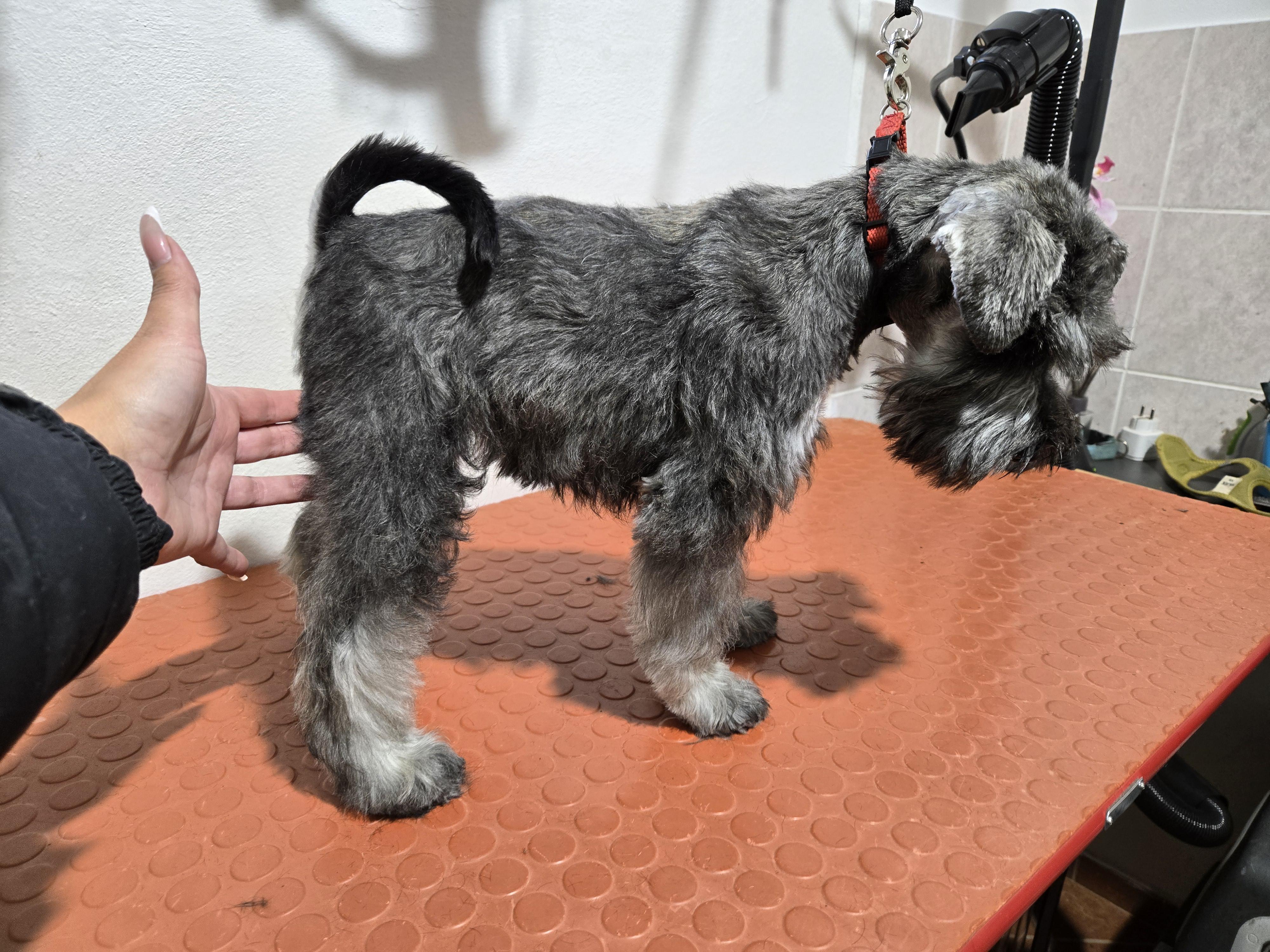 Petra Kratochvílová stříhání psů foto 4