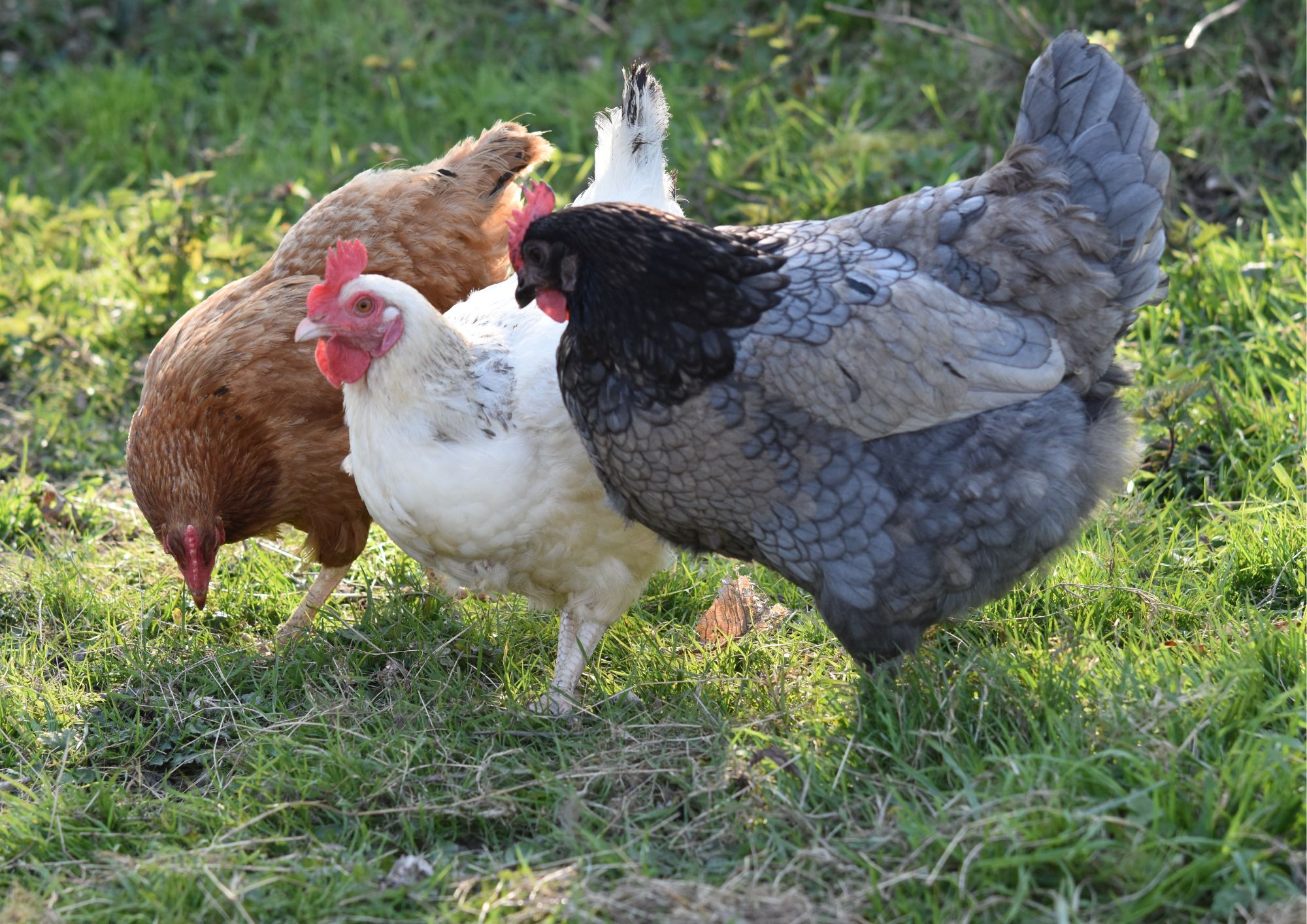 Drůbežárna Hořešovice - farma Hořešovice foto 3