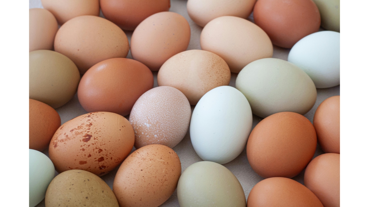 Drůbežárna Hořešovice - farma Hořešovice foto 4