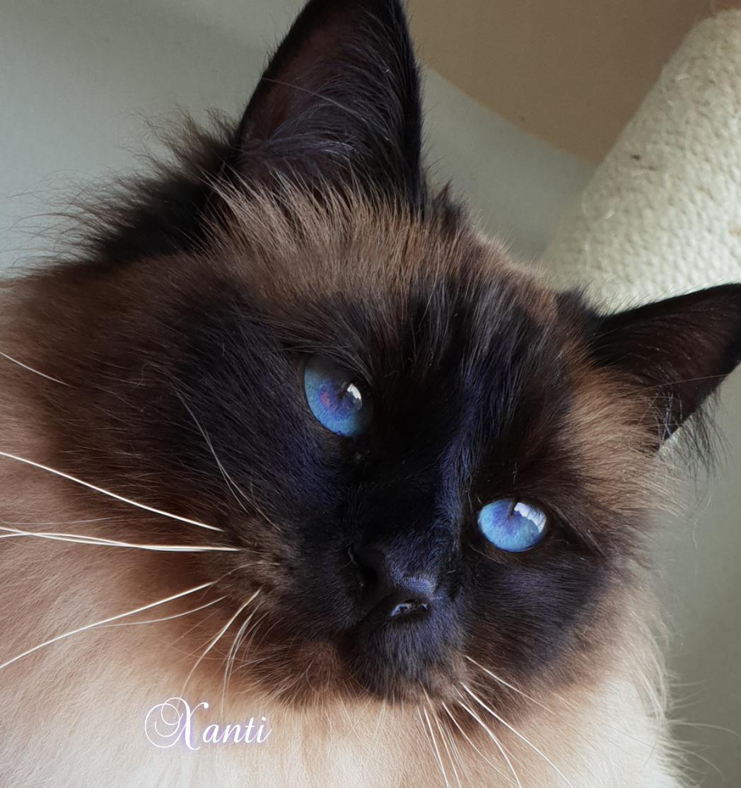 Birma posvátná, Stars La Perla foto 3