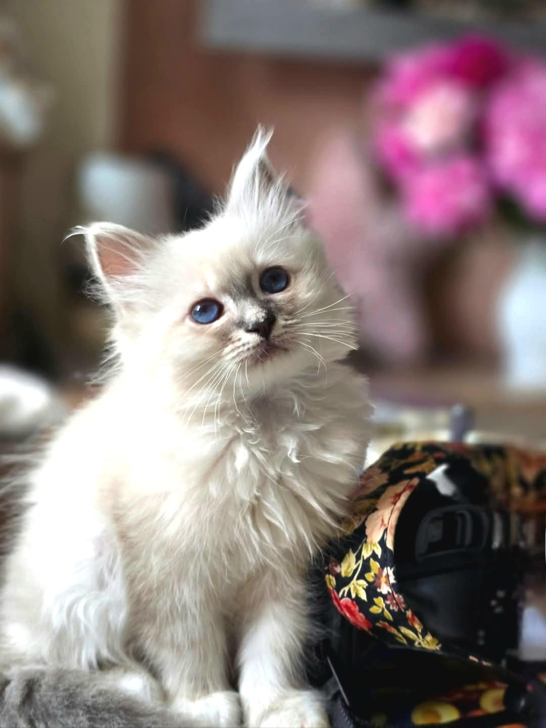 Birma posvátná, Stars La Perla foto 2