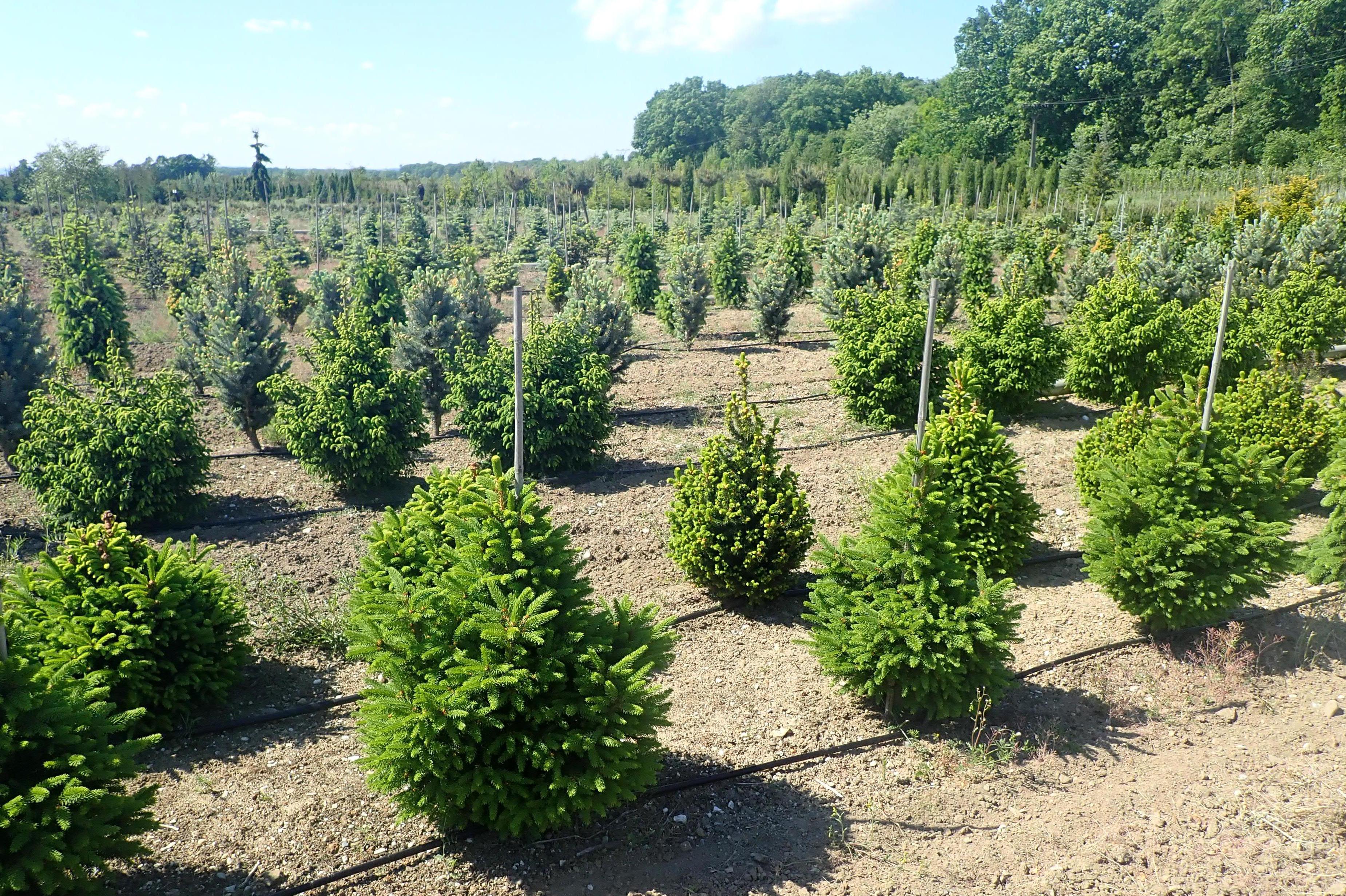 Okrasná školka Záříčí s.r.o.