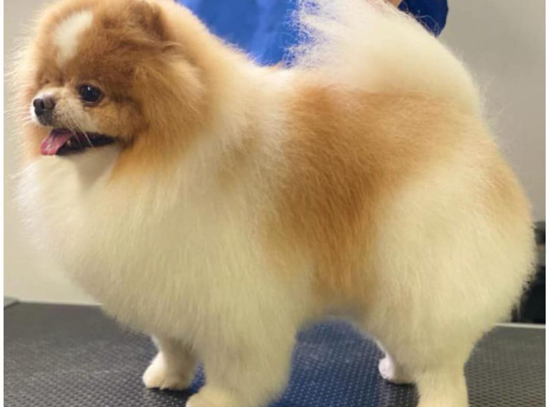 Kompletní úprava pro Špice