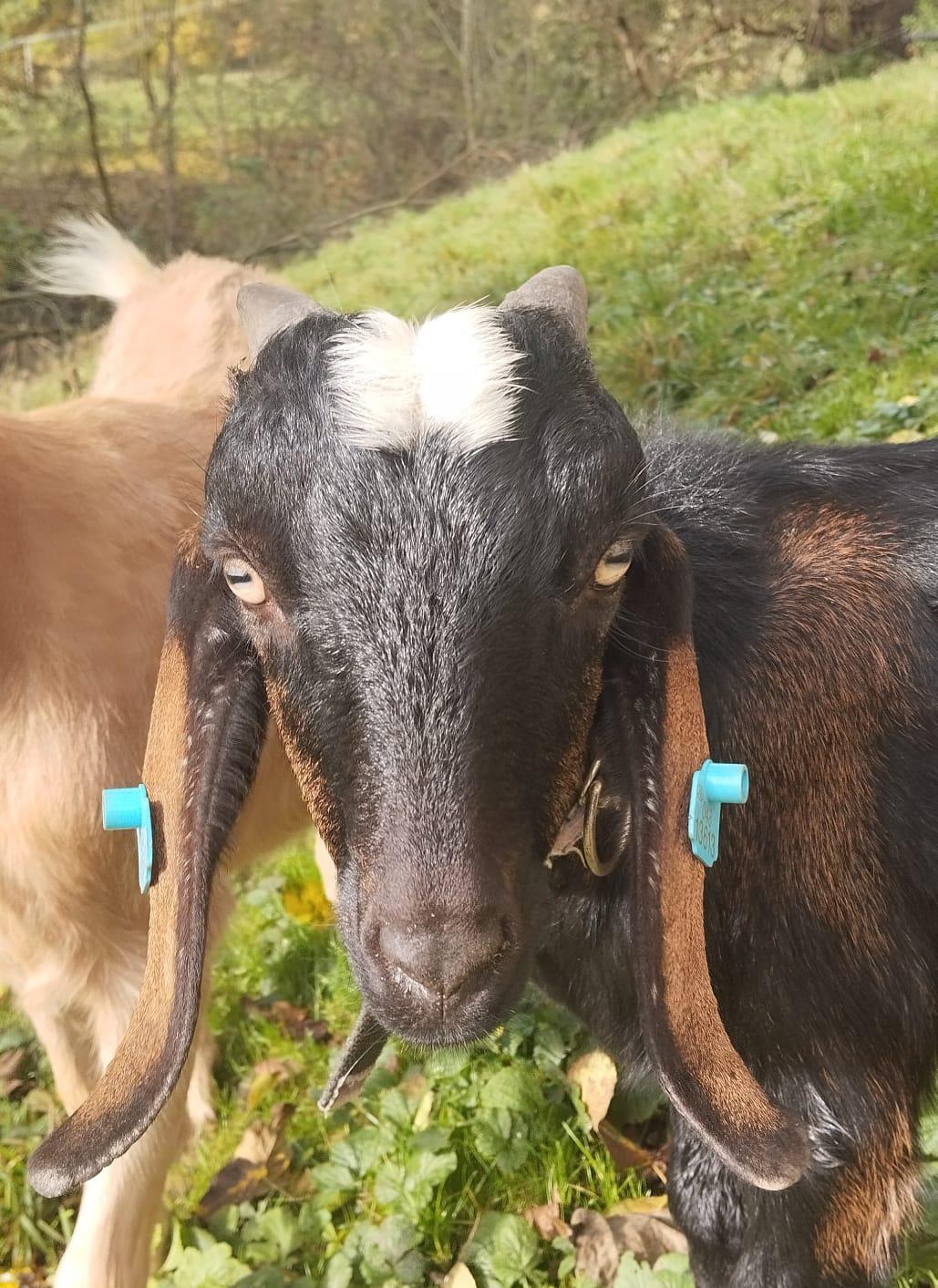 Naše hospodářství Šachov foto 2