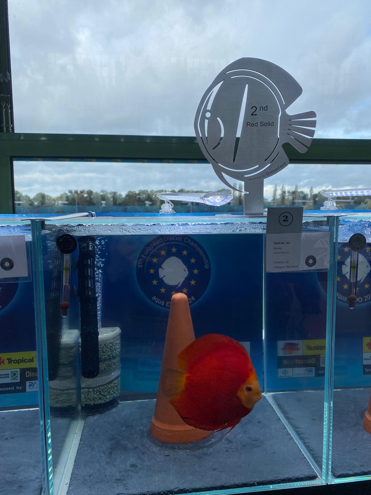 Růžička Discus foto 4