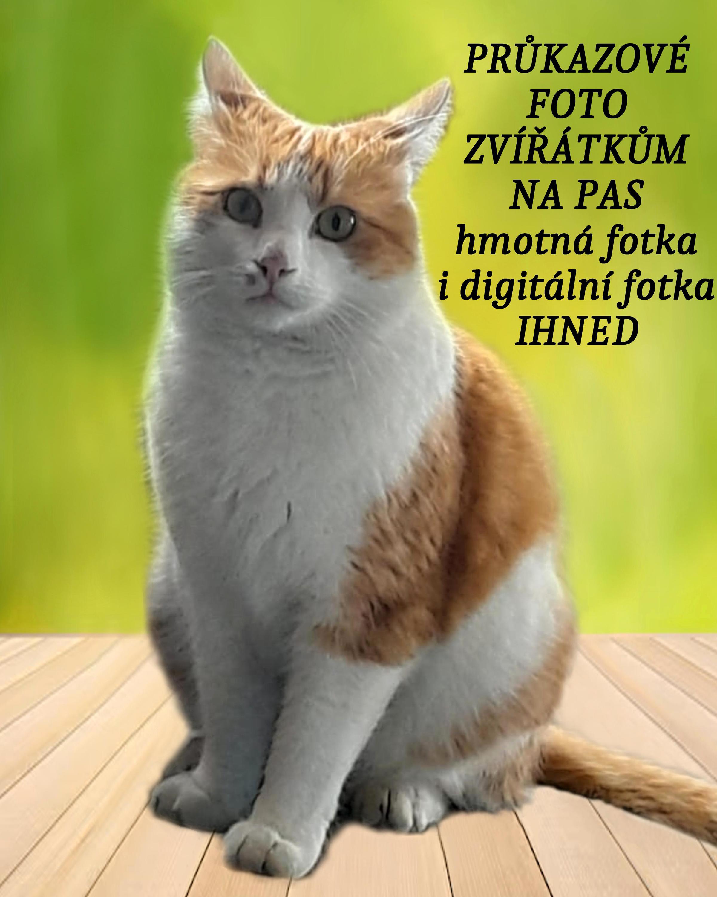 Fotocolor Martina Zimmelová foto 5