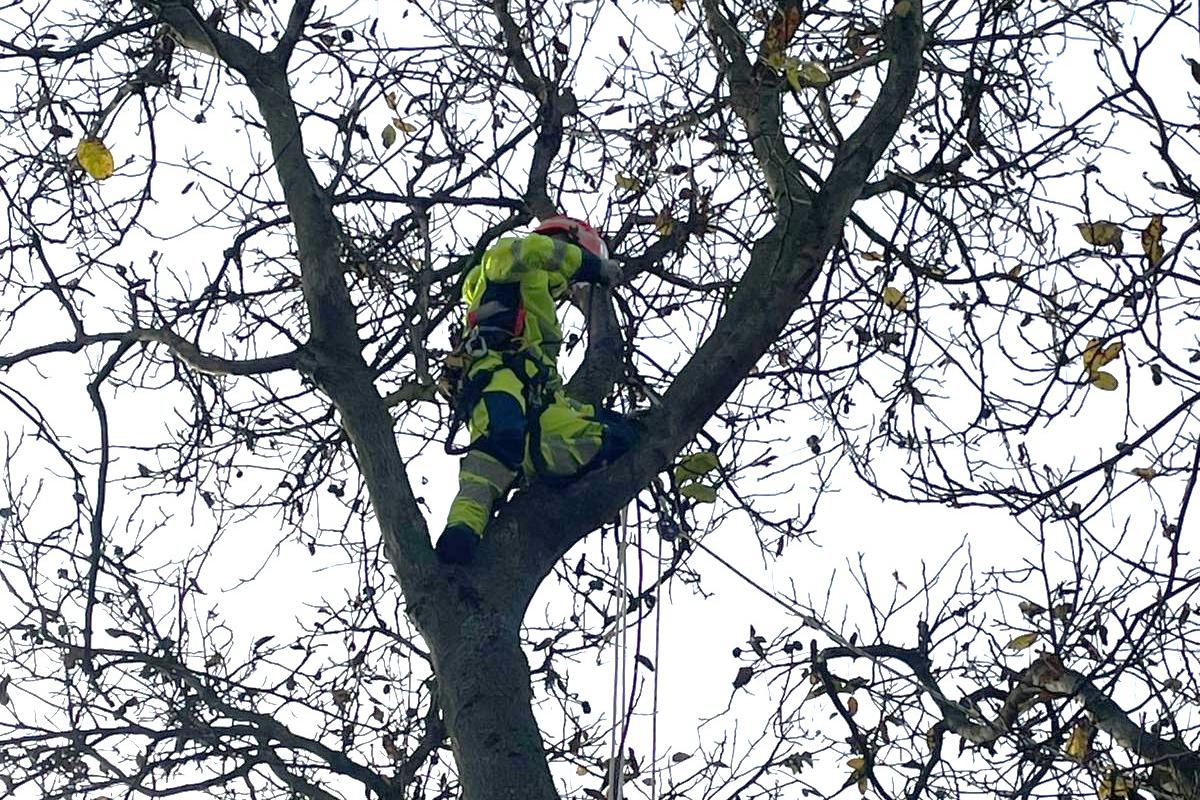 Ledvajs - Arboristika a Výškové práce