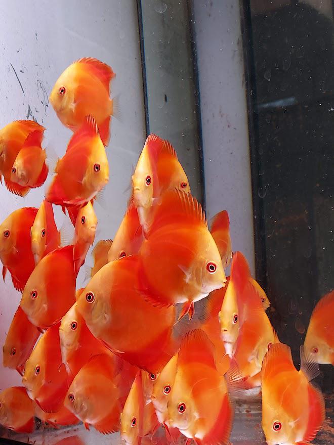 Růžička Discus foto 5
