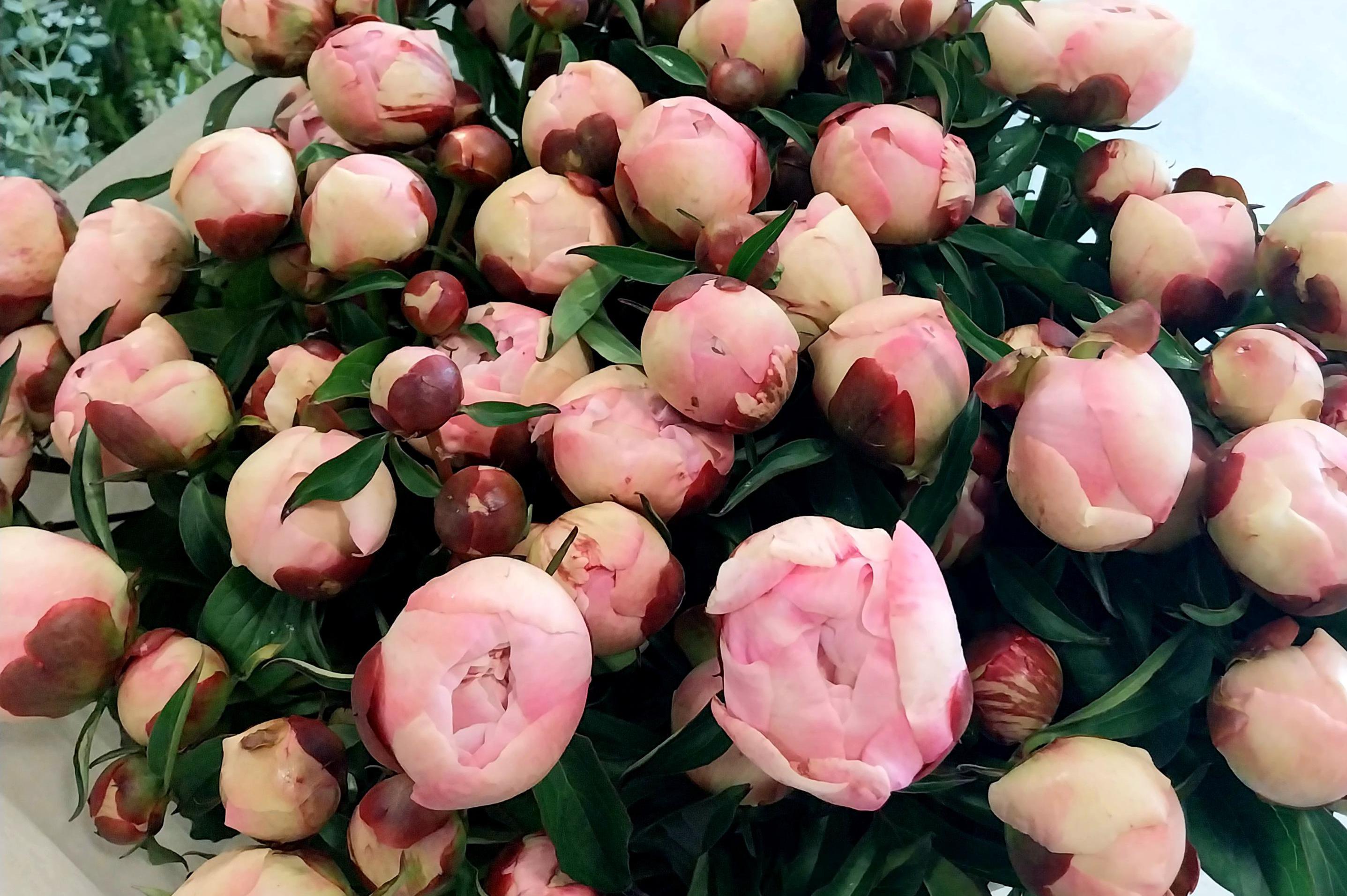 Květinářství u Janáčka