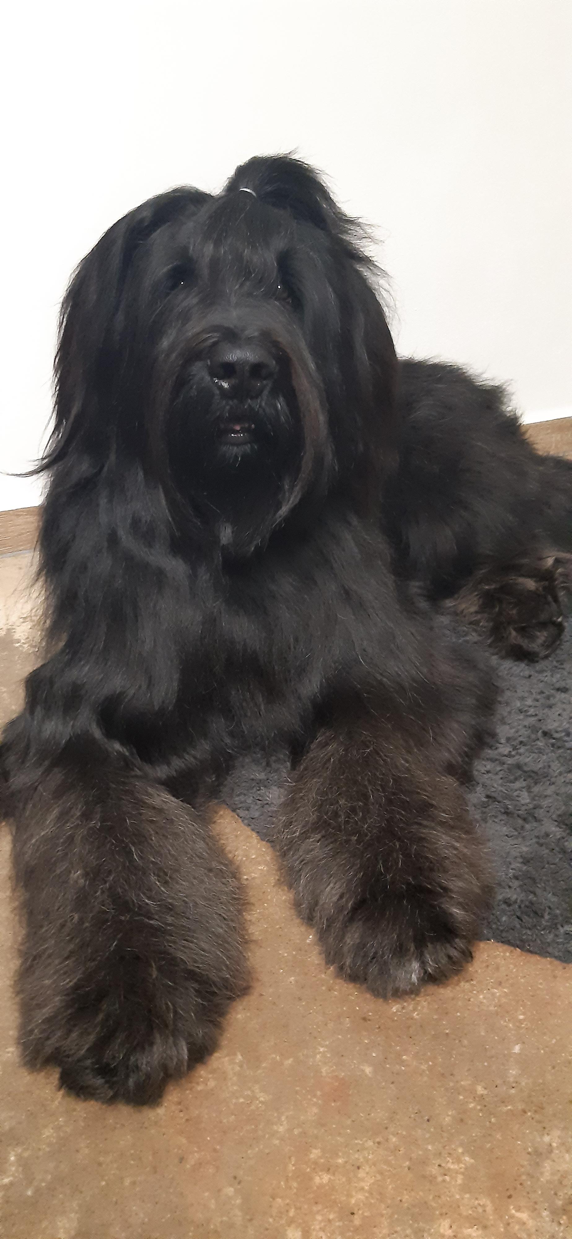 Kompletní péče pro psy všech velikostí a plemen