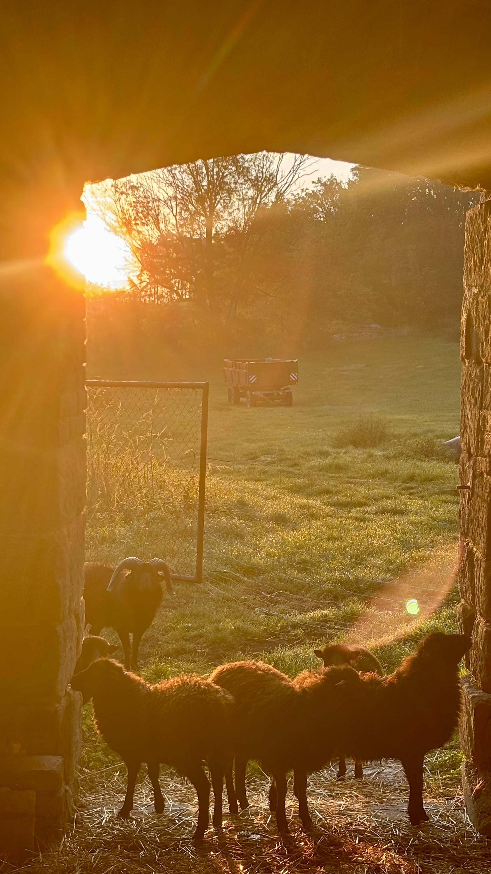 Statek Netovice- Buď beran foto 3