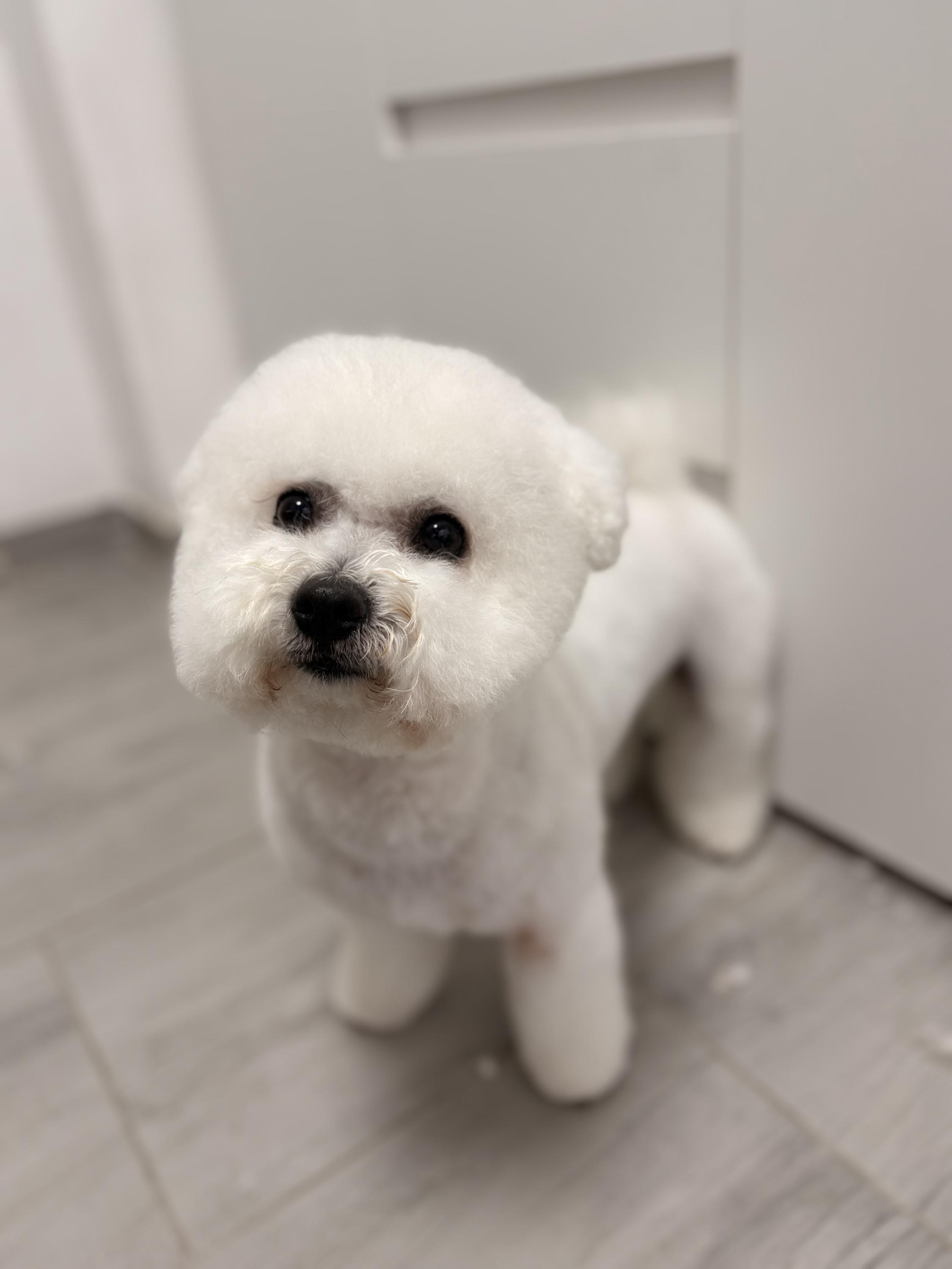 DOG salon Lusy Praha foto 2