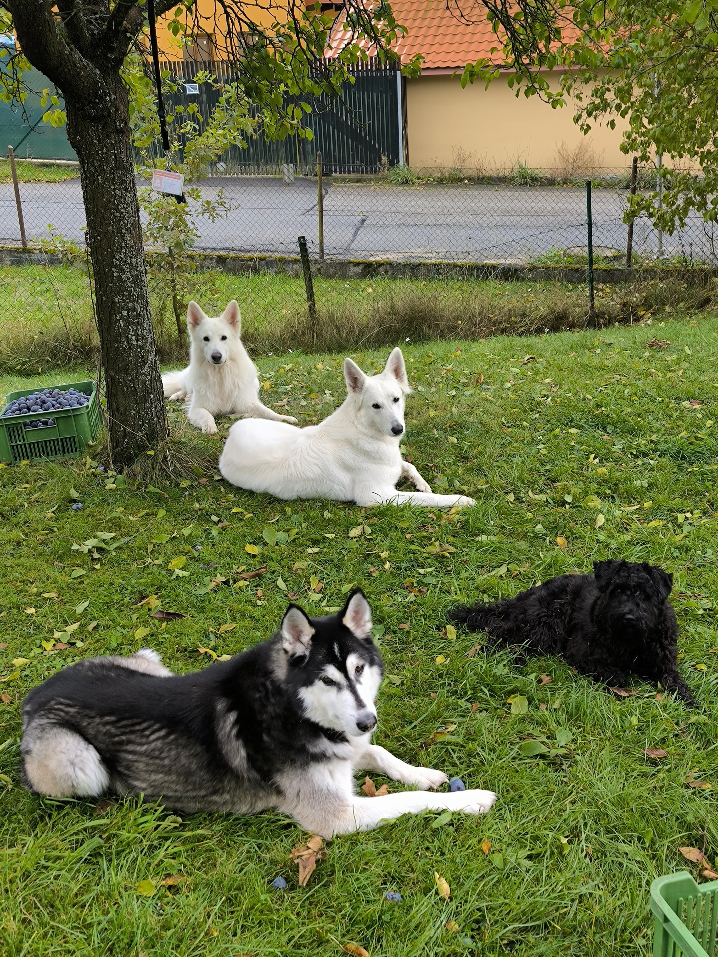 Psí družina a psí mini hotýlek