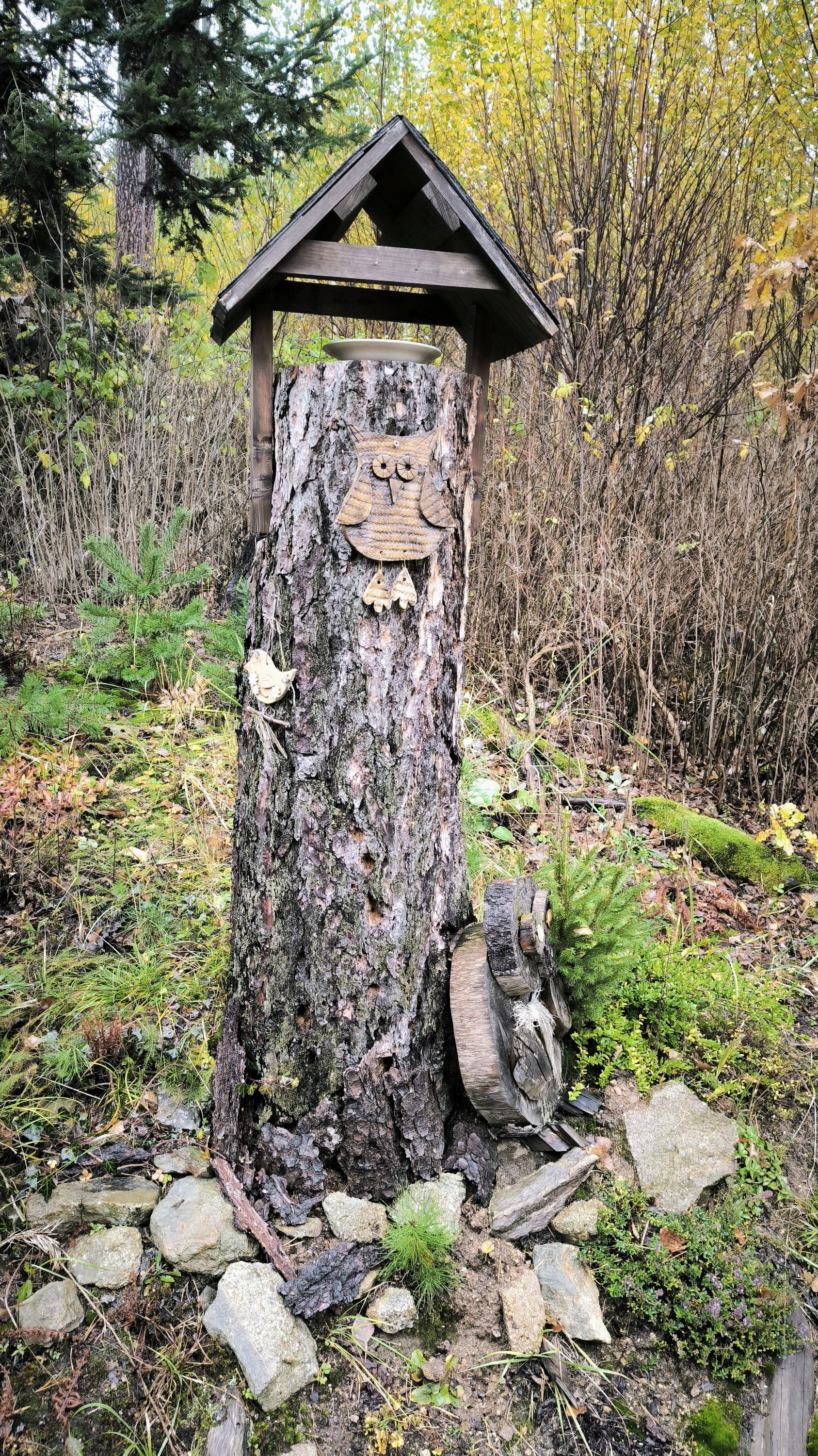 Lesní bufík foto 6