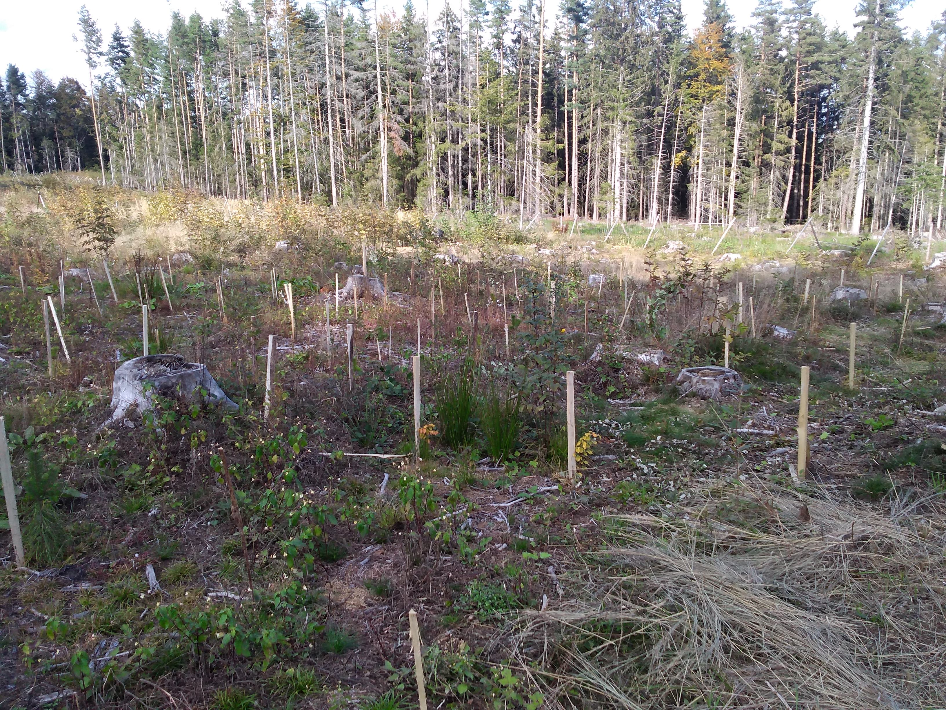 Lesní práce - Obnovles foto 4