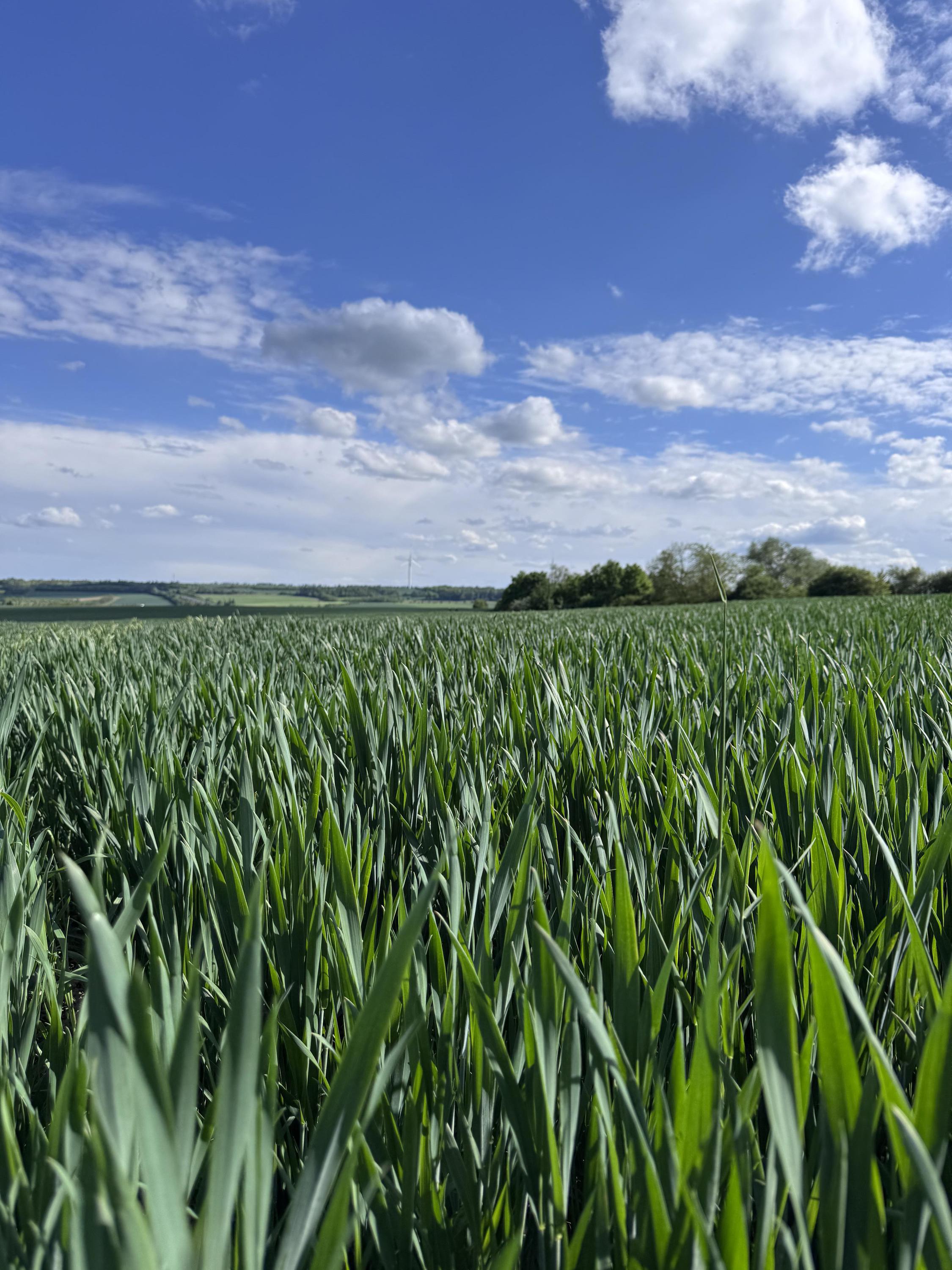 Ondřej Suk - rostlinná výroba, pronájem obytných vozů foto 3