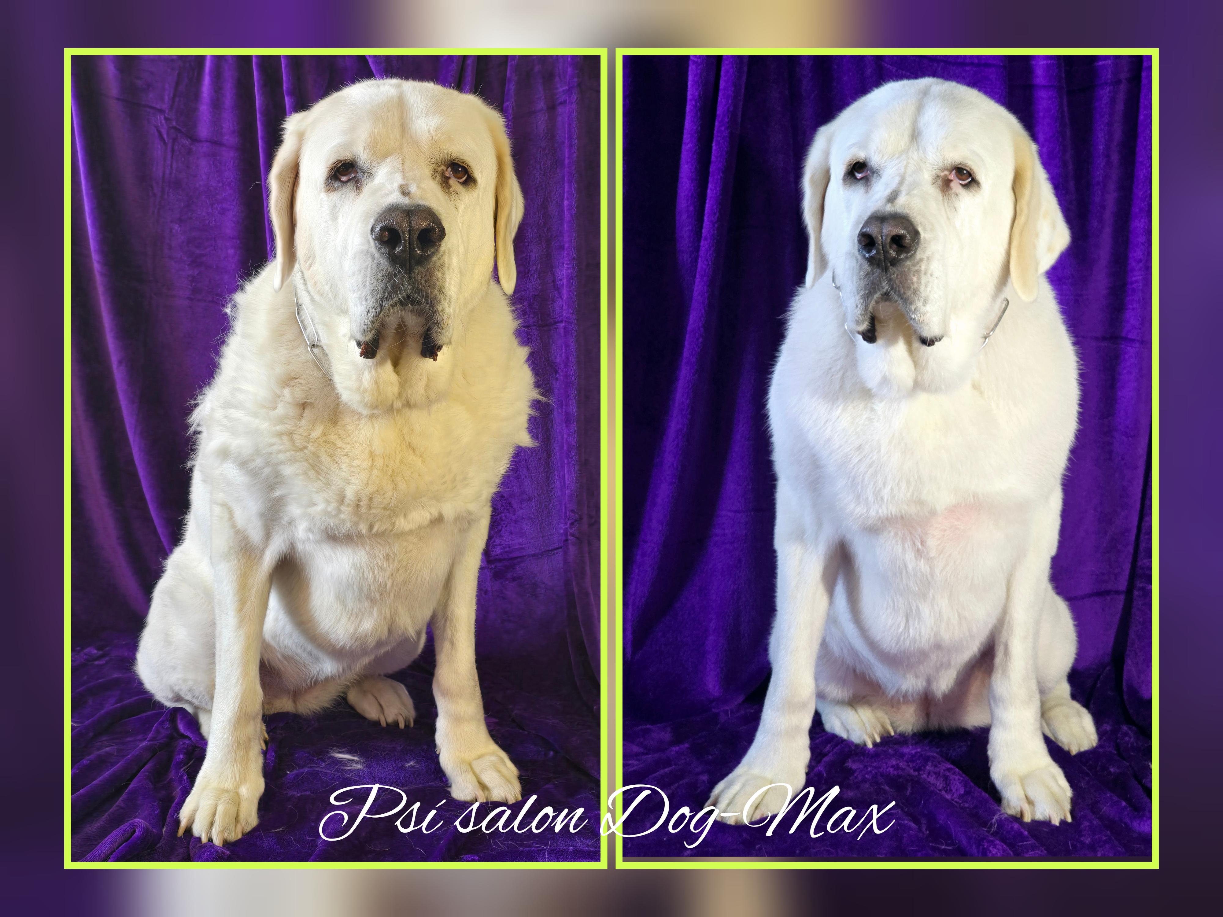 Psí salon DOG MAX foto 3