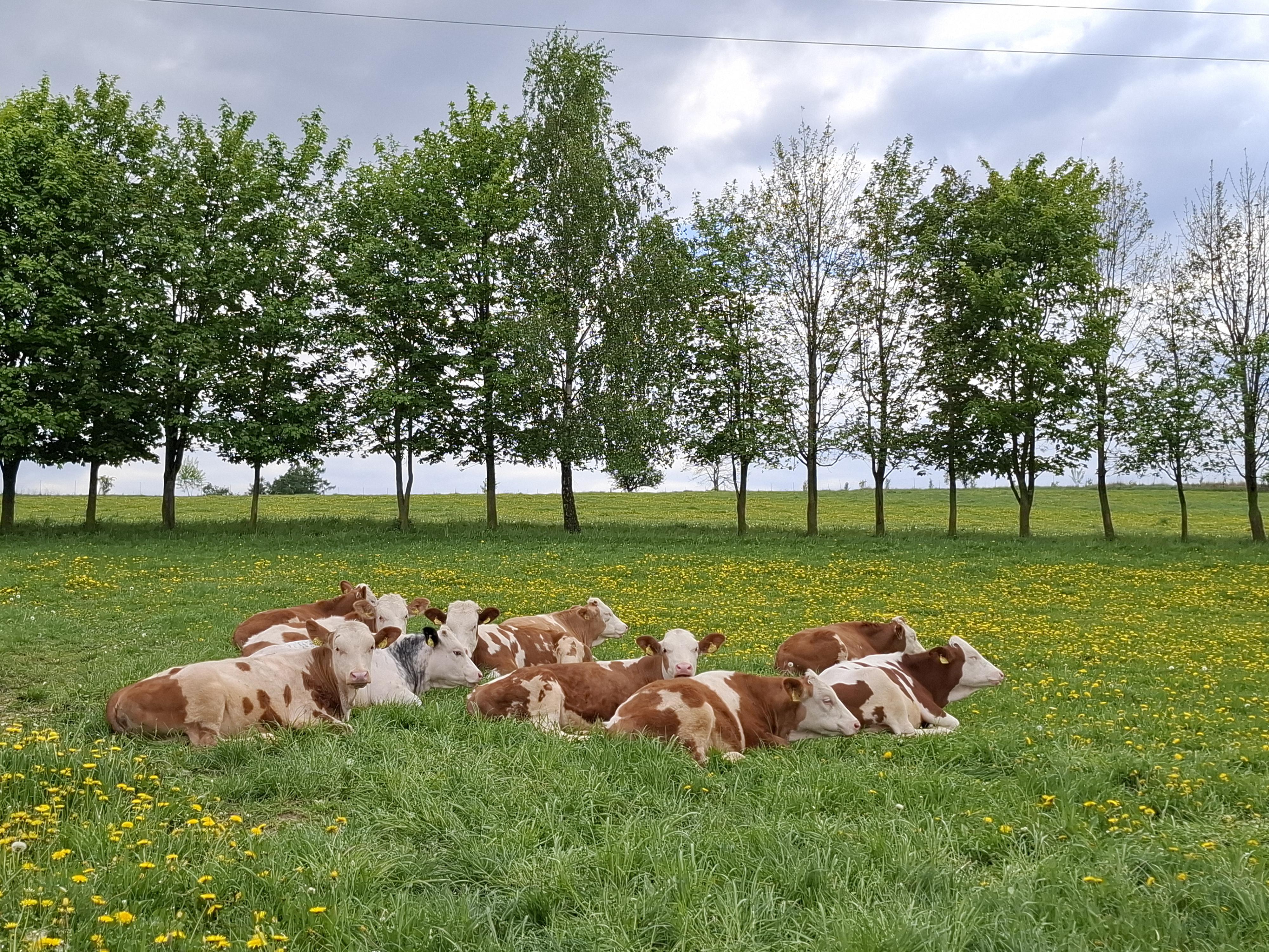 Farma Nejdrovi foto 4