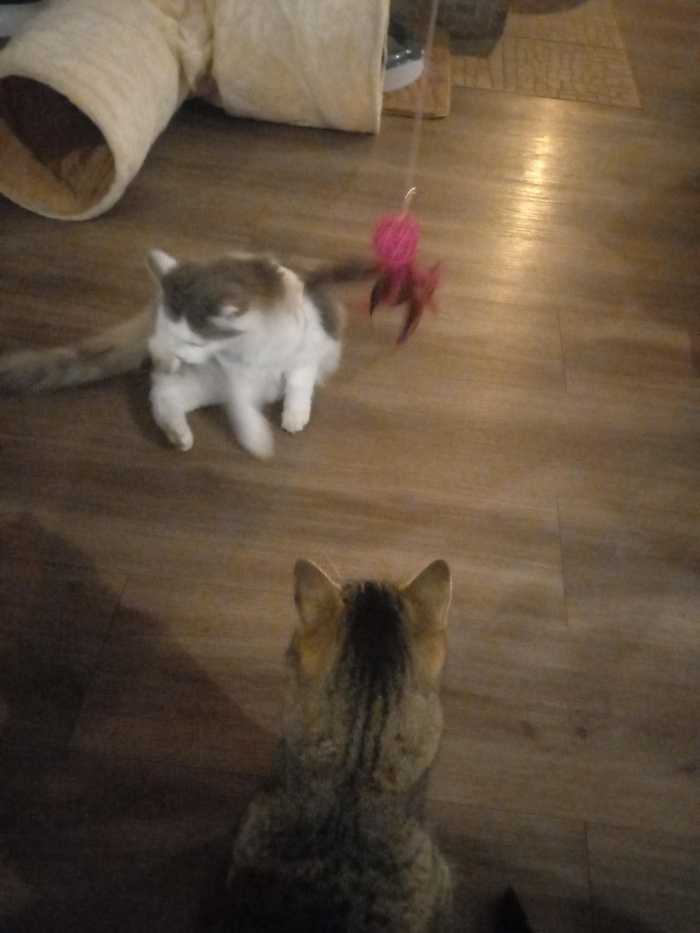 Kočičí kavárna u řeky foto 6